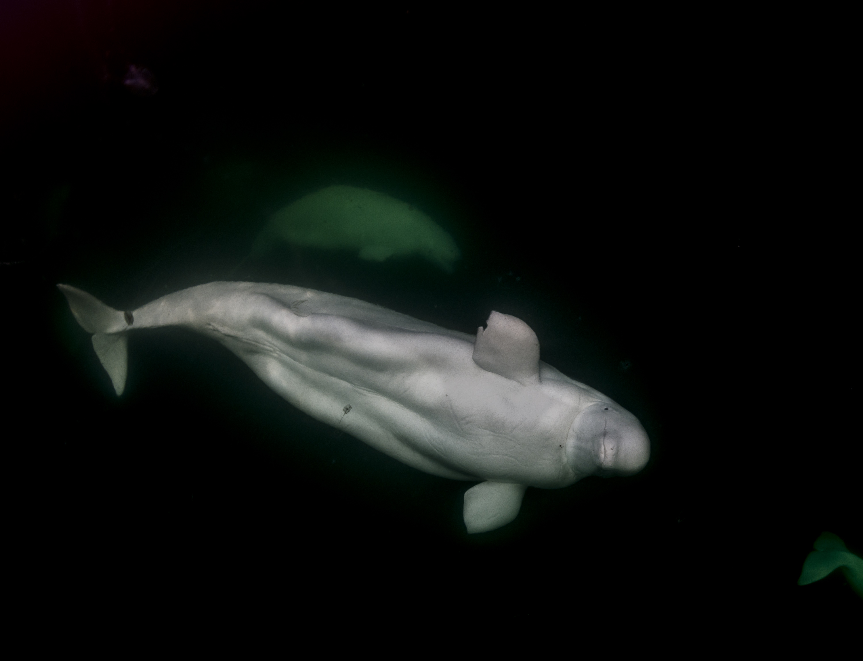 Beluga whale in Hudson Bay