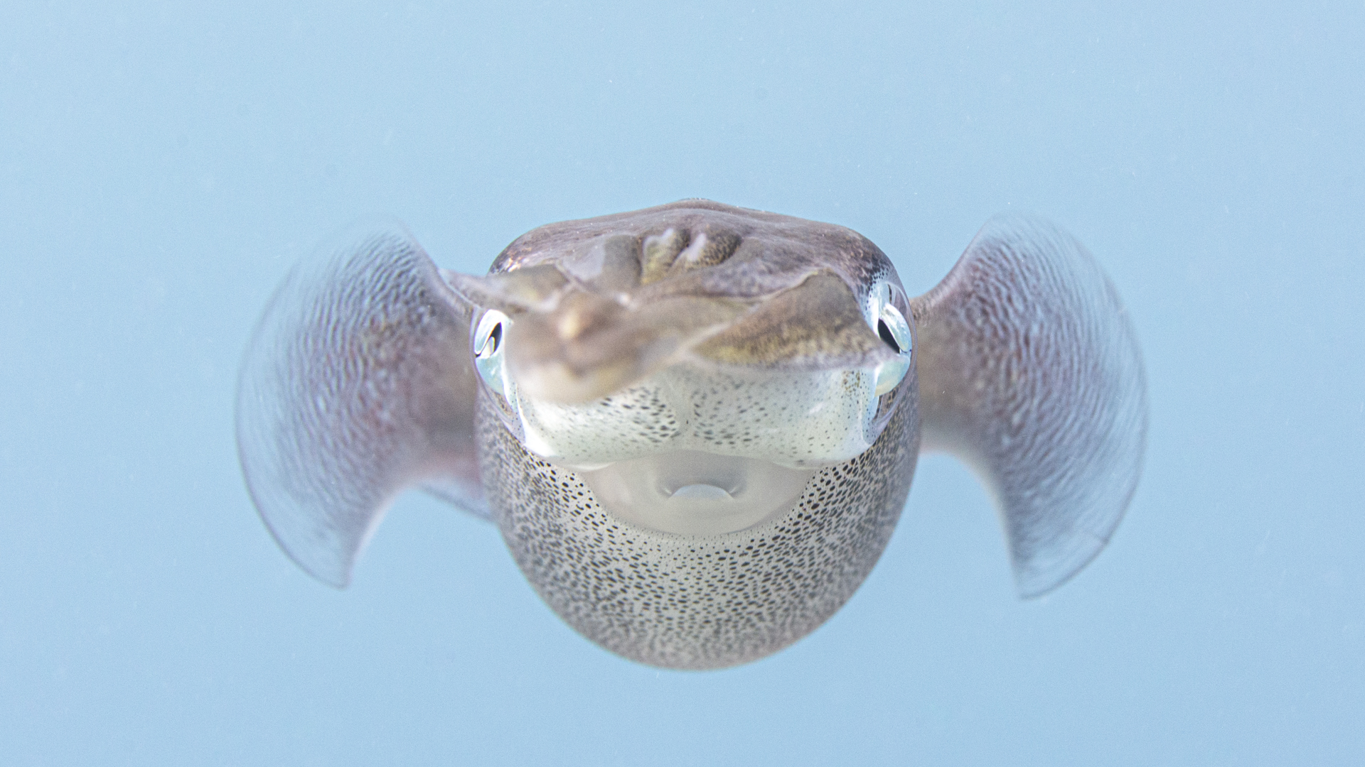 Caribbean Reef Squid close up Cayman Islands