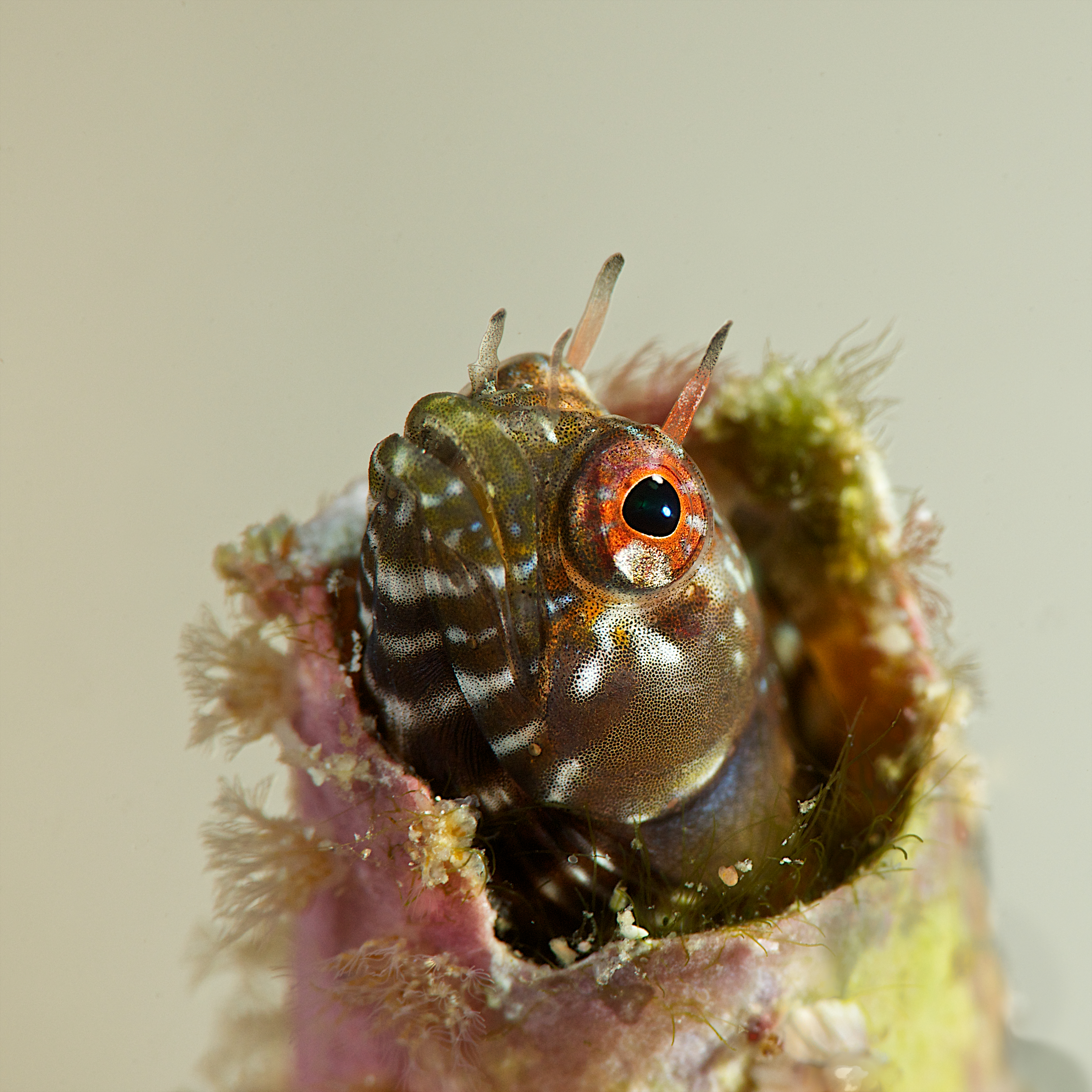 Gulf Signal Blenny, Sea of Cortez Mexico