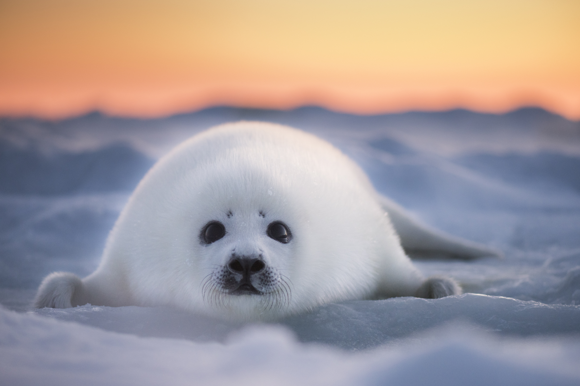 Harp Seal Pup Canada