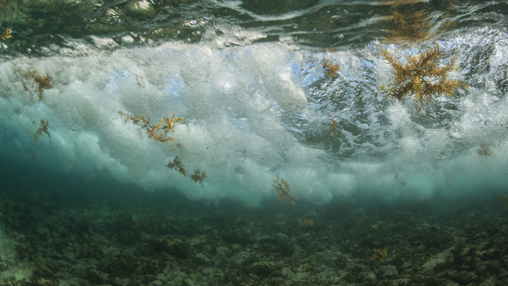 sargassum coming in, once it's over the reef, it's destined to stay and end up shallow or on beach Cayman Islands