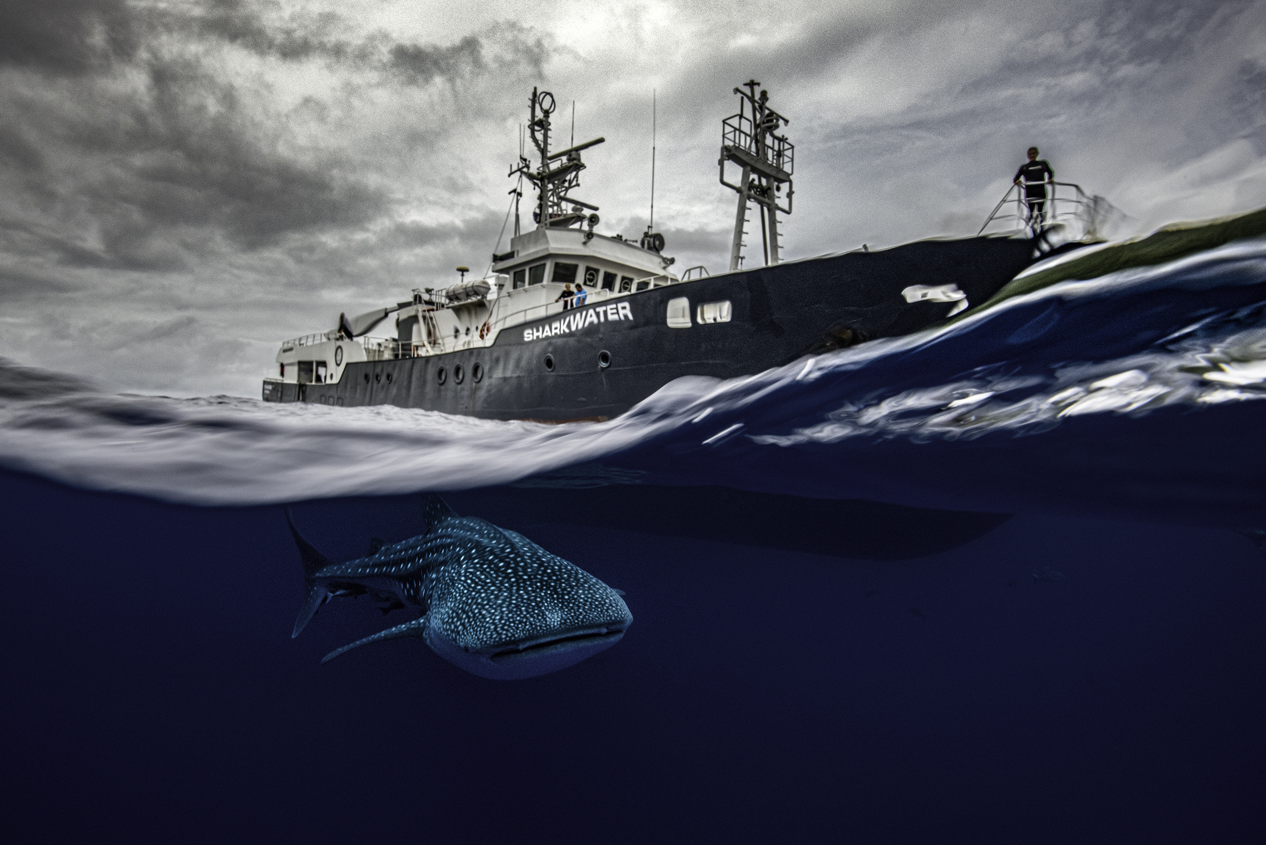 A split-surface underwater photograph showing a large, spotted whale shark swimming peacefully in deep blue water below the surface. Above the water line, the large black-and-white research ship "SHARKWATER" floats under a dramatic, overcast grey sky, with a crew member looking out from the bo