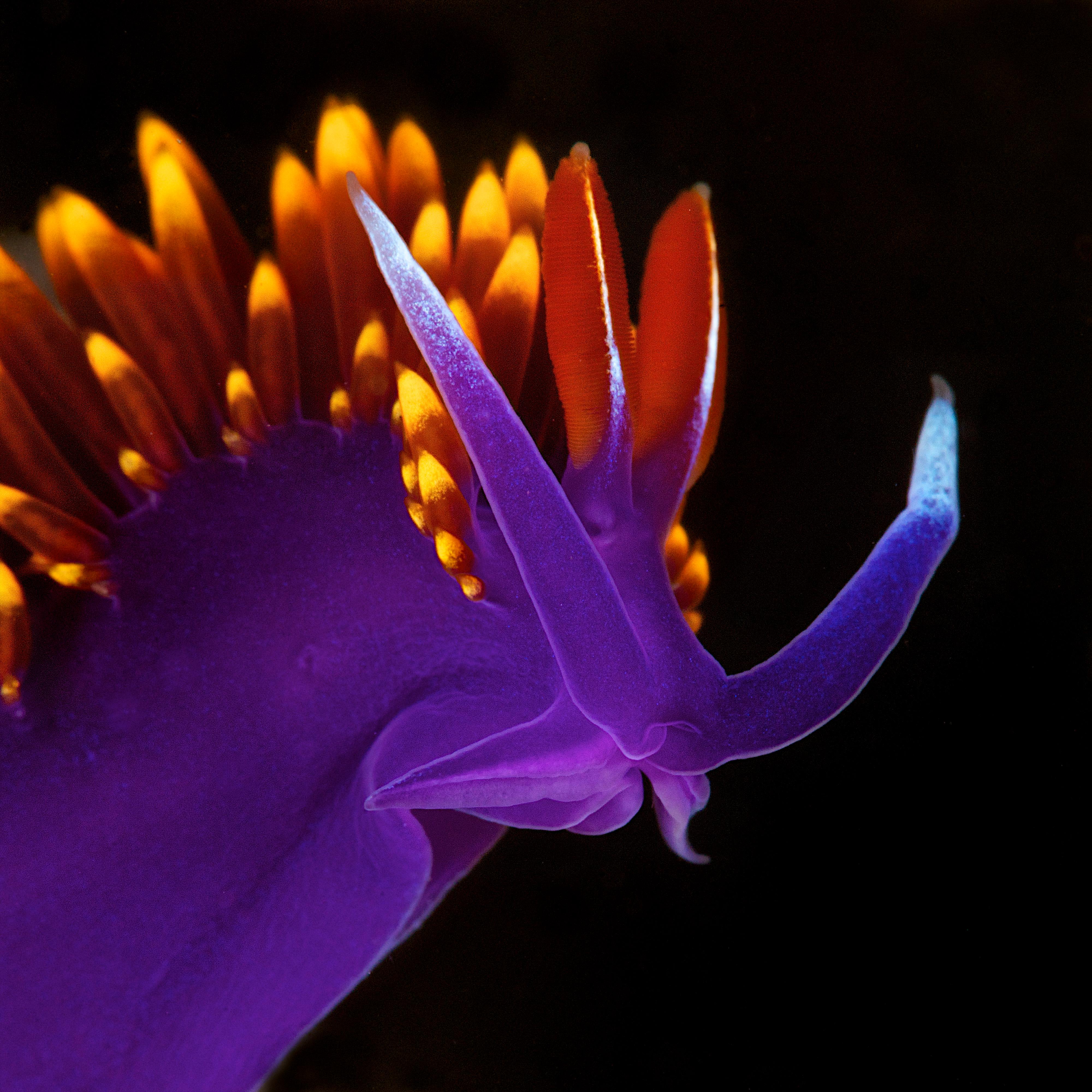 Marine benthic invertebrates