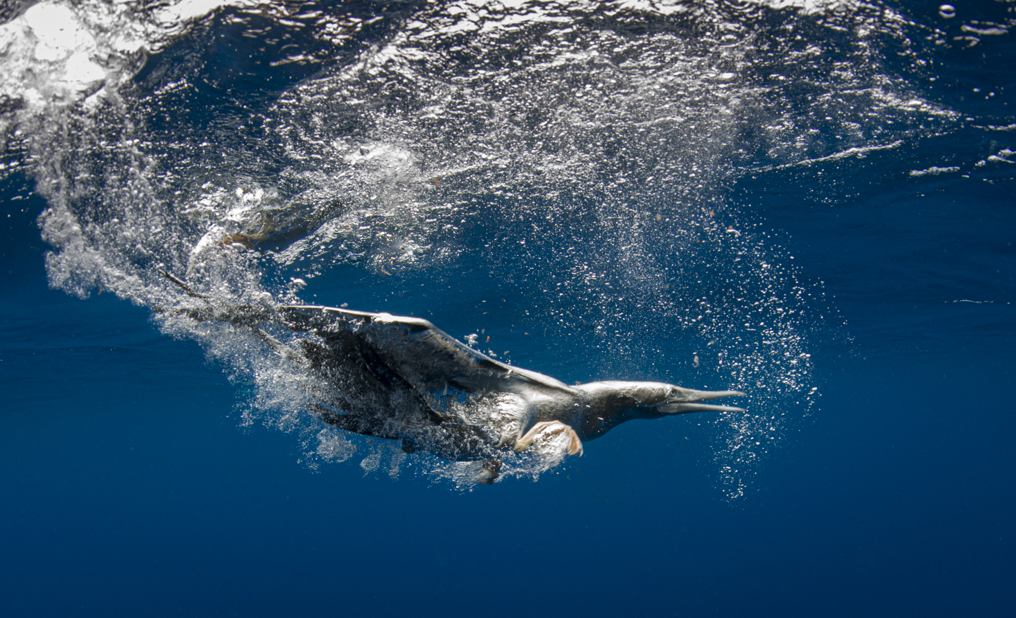 Seabirds