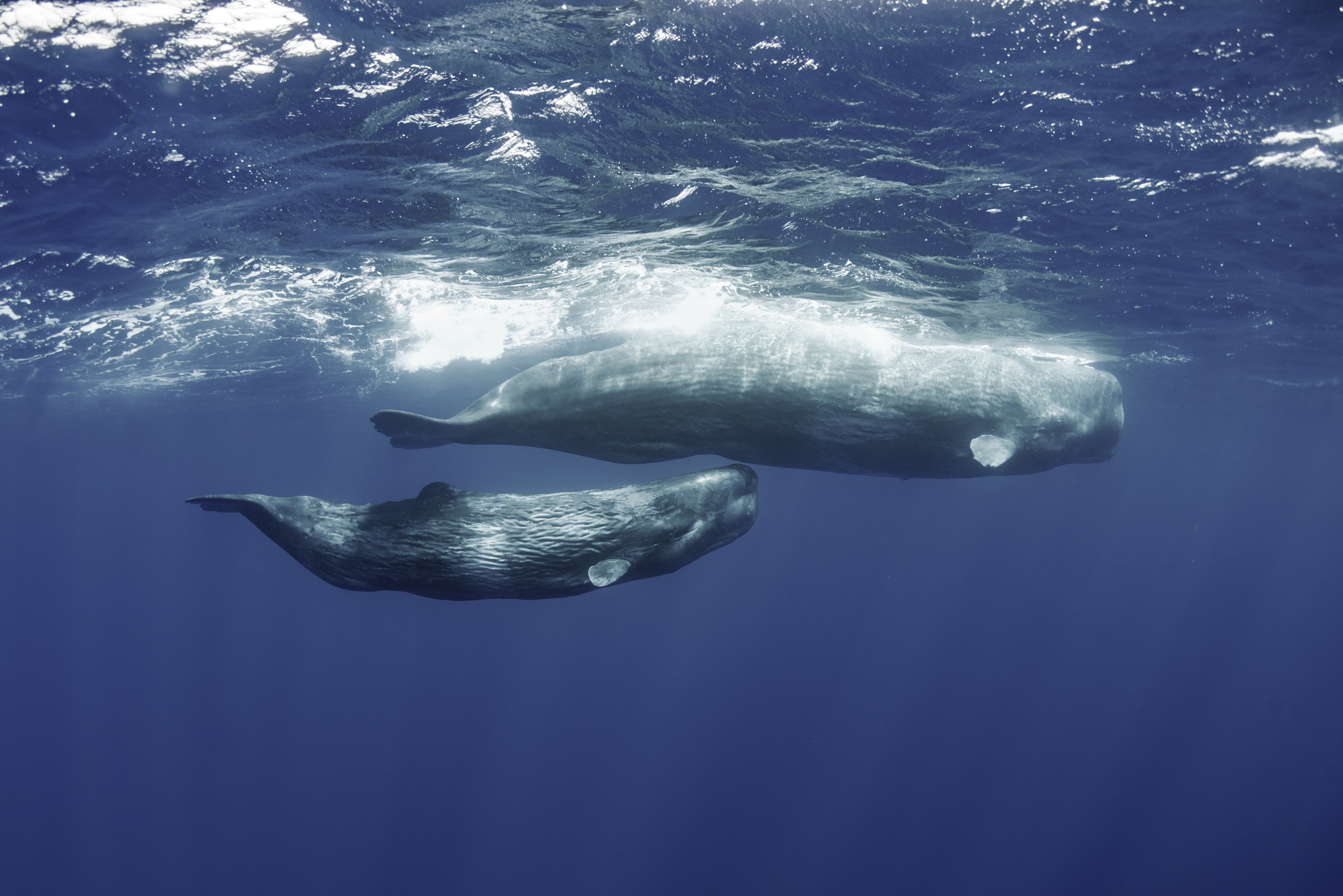 Marine Mammals