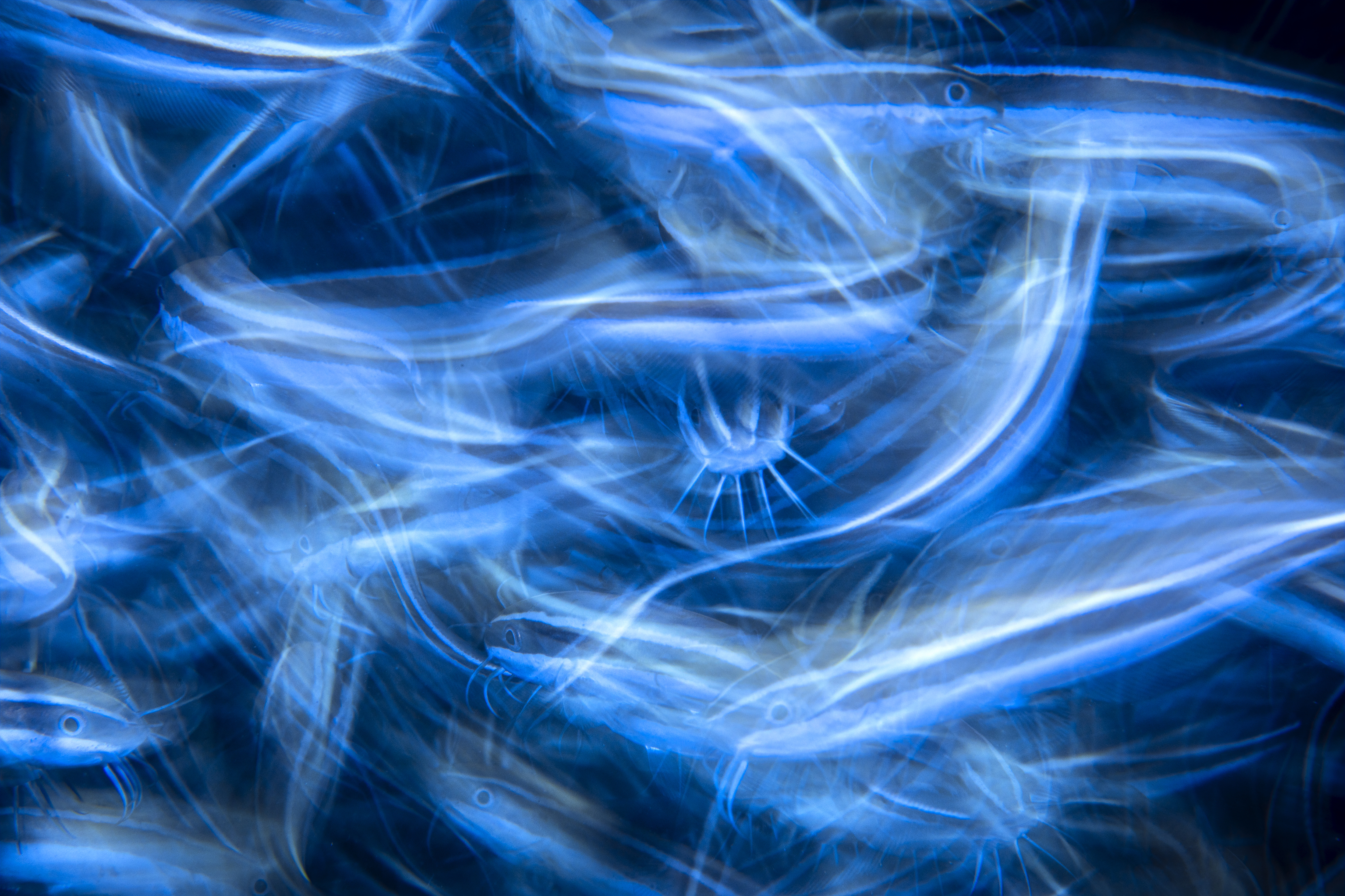 Abstract blue underwater scene with translucent catfish drifting through flowing streaks of light.