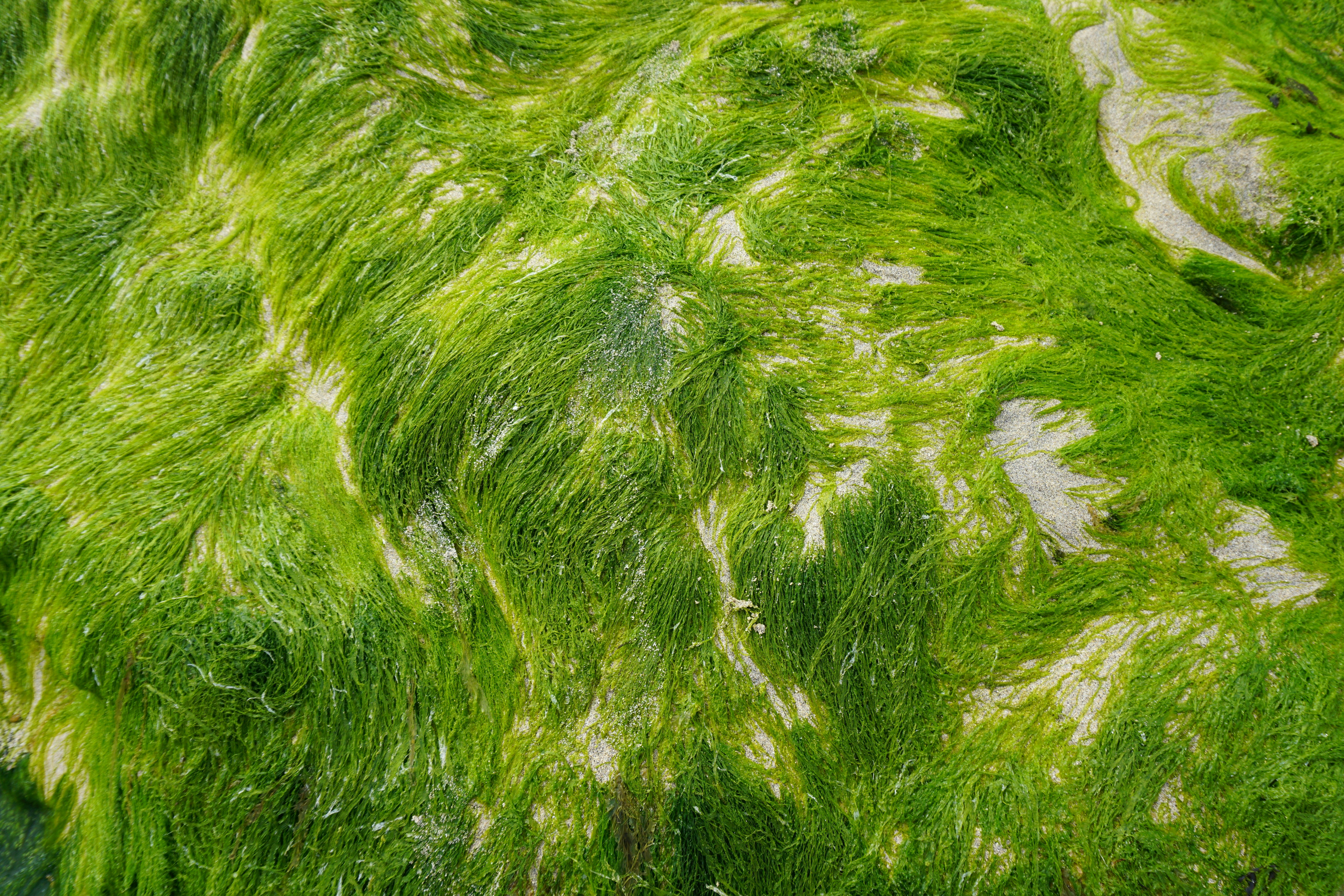 Algae