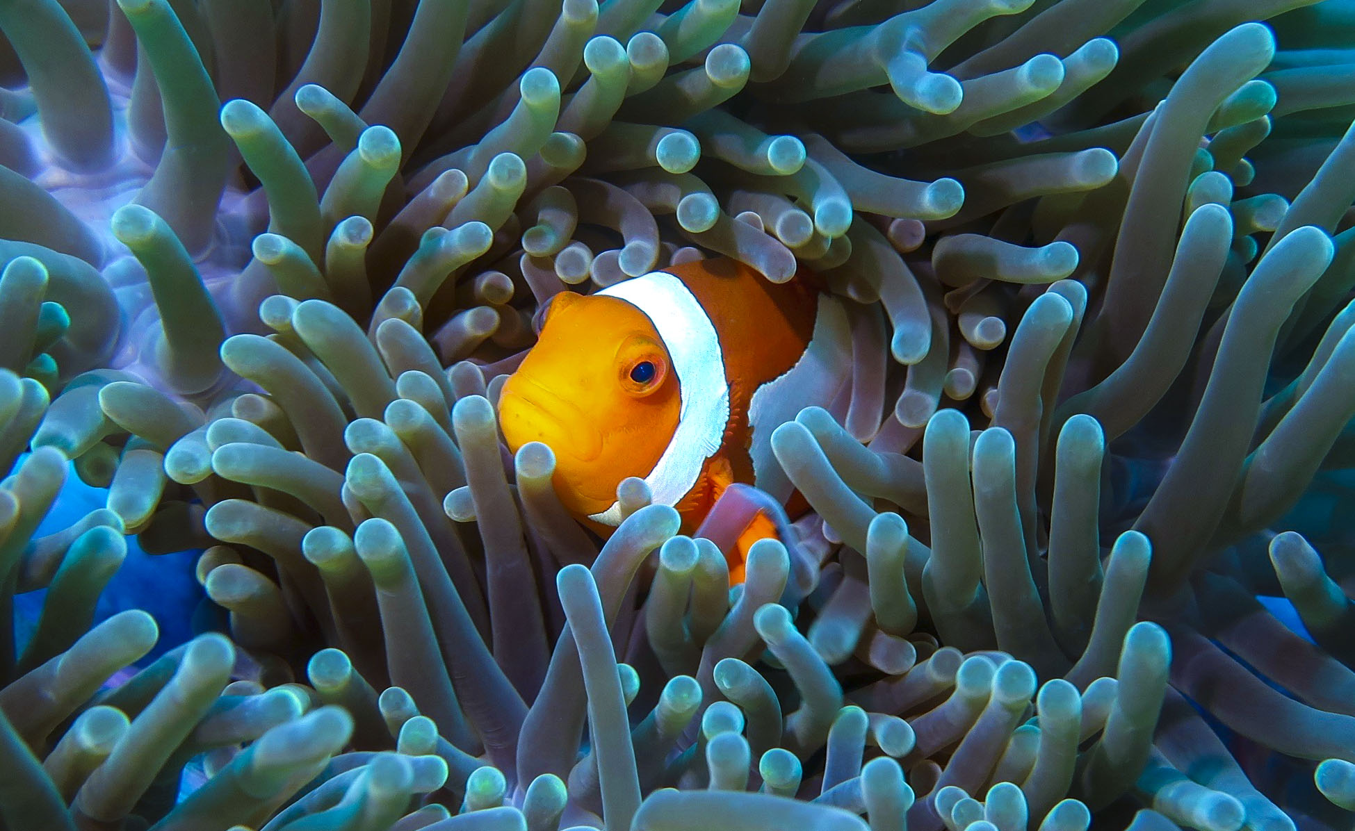 A vibrant, close-up underwater photograph of a bright orange clownfish with a bold white stripe peeking out from the center of a dense sea anemone. The anemone’s thick, tubular tentacles surround the fish, displaying a soft gradient of purplish-brown bodies that tip into a brilliant, glowing turquoise-blue hue at the ends.