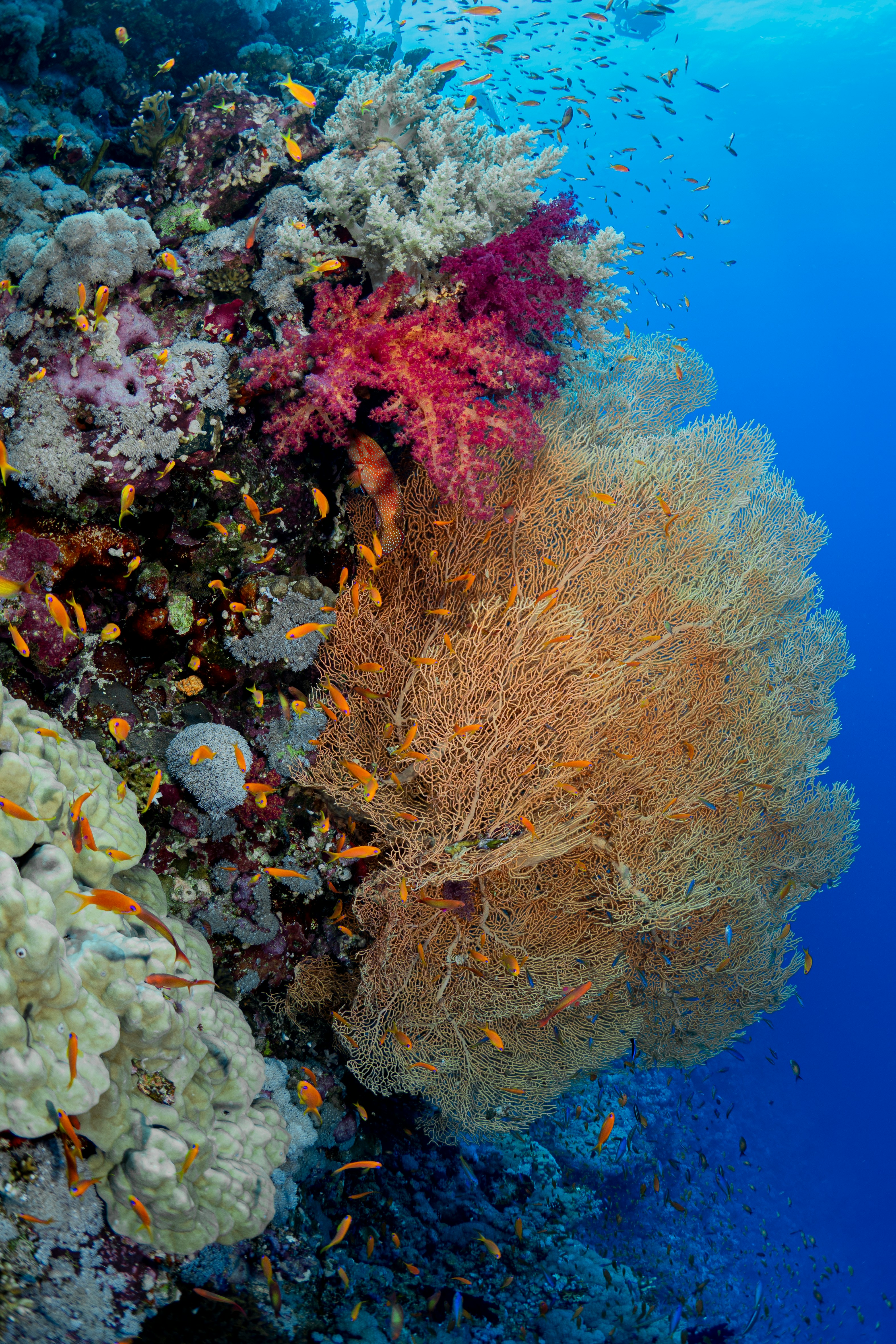 ColdWaterCorals