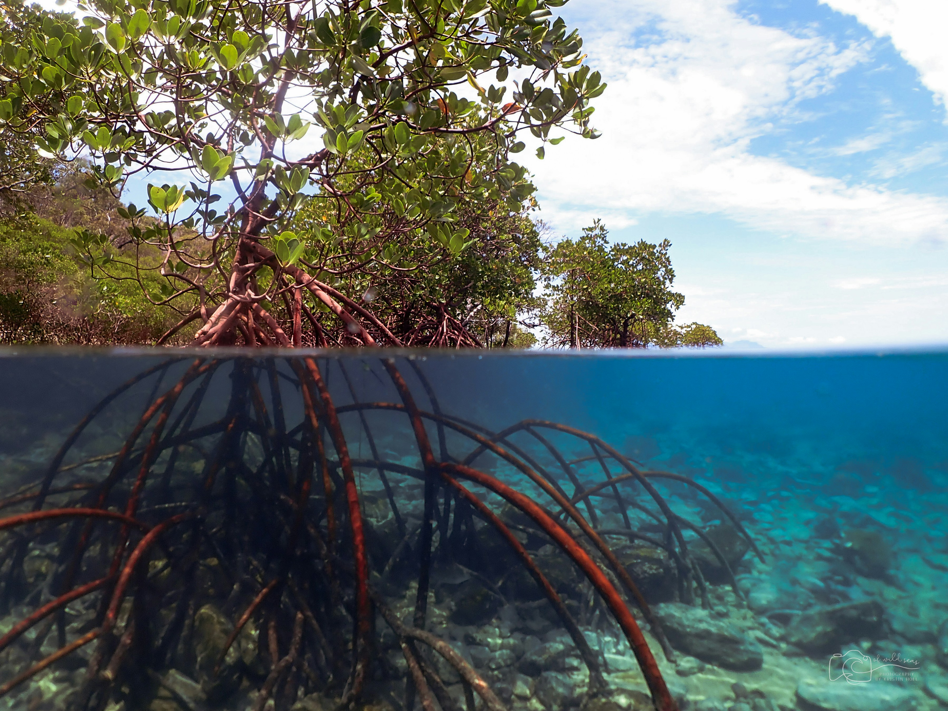 Mangroves