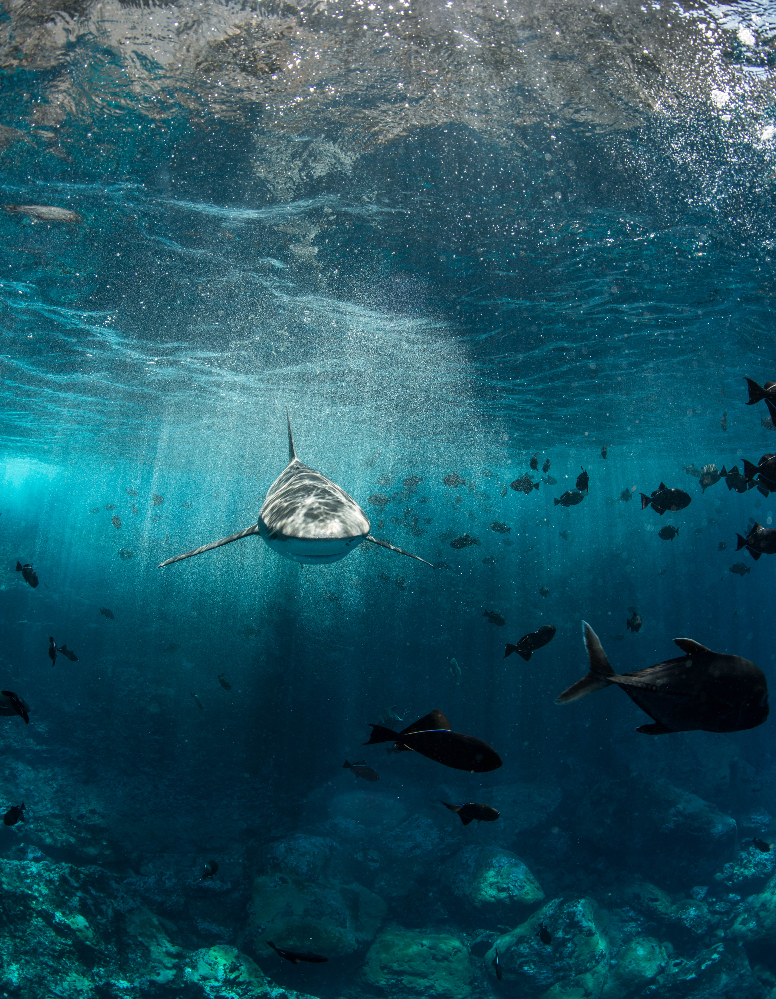 Seamounts