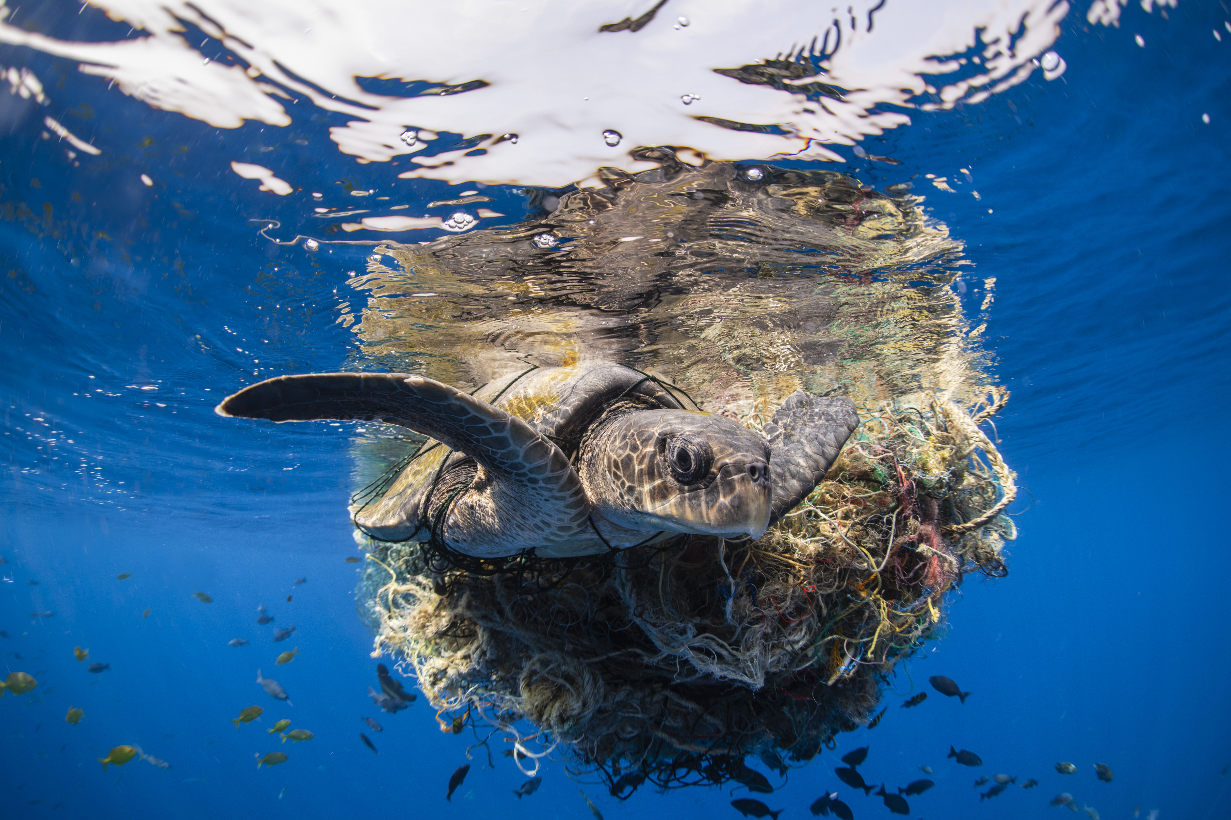 An underwater photograph of a green sea turtle severely entangled in a large, floating ball of multicolored discarded fishing nets. The turtle swims just beneath the water's surface, its reflection visible above, while school of small fish swim in the vibrant blue water surrounding the marine debris.
