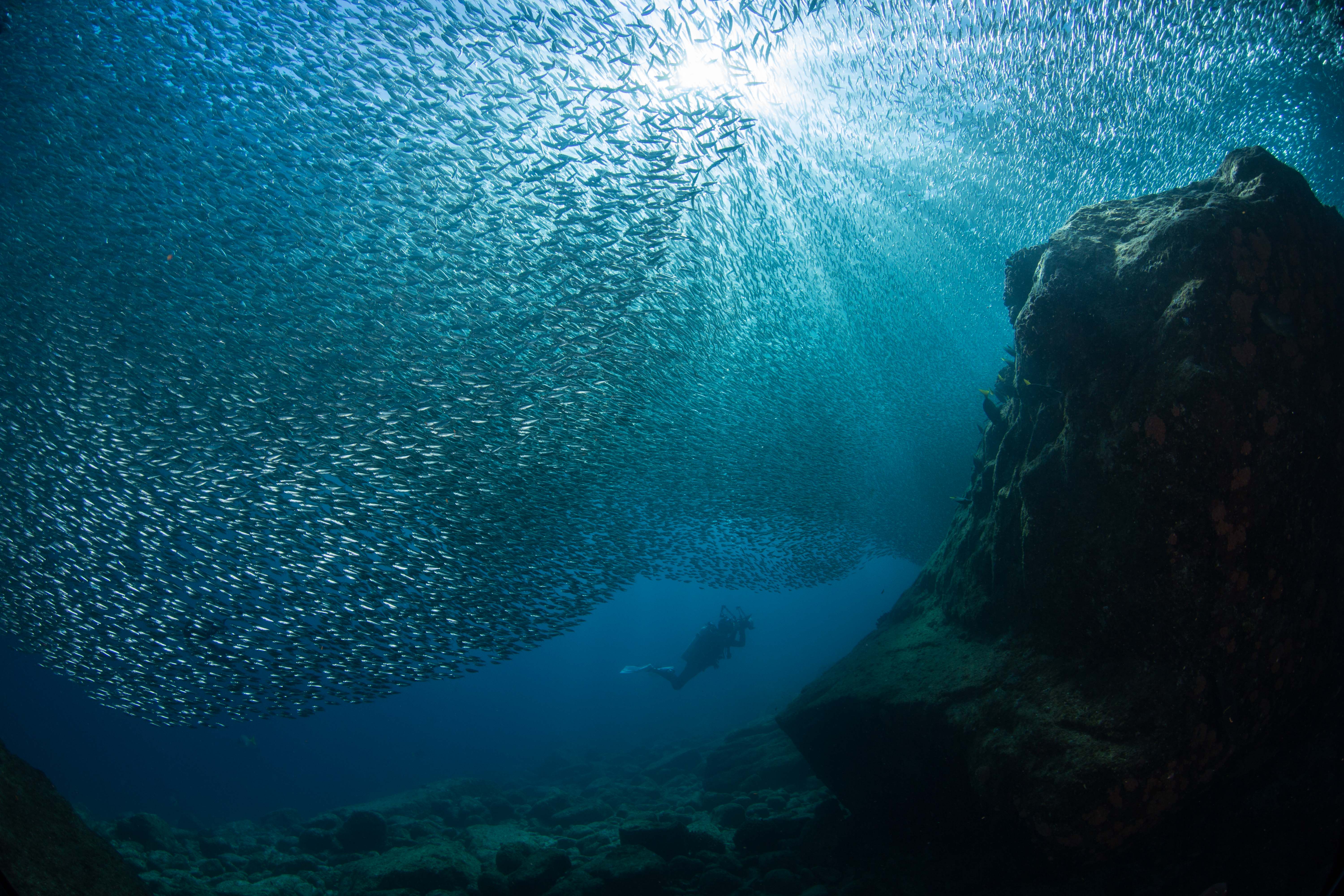 Fishes