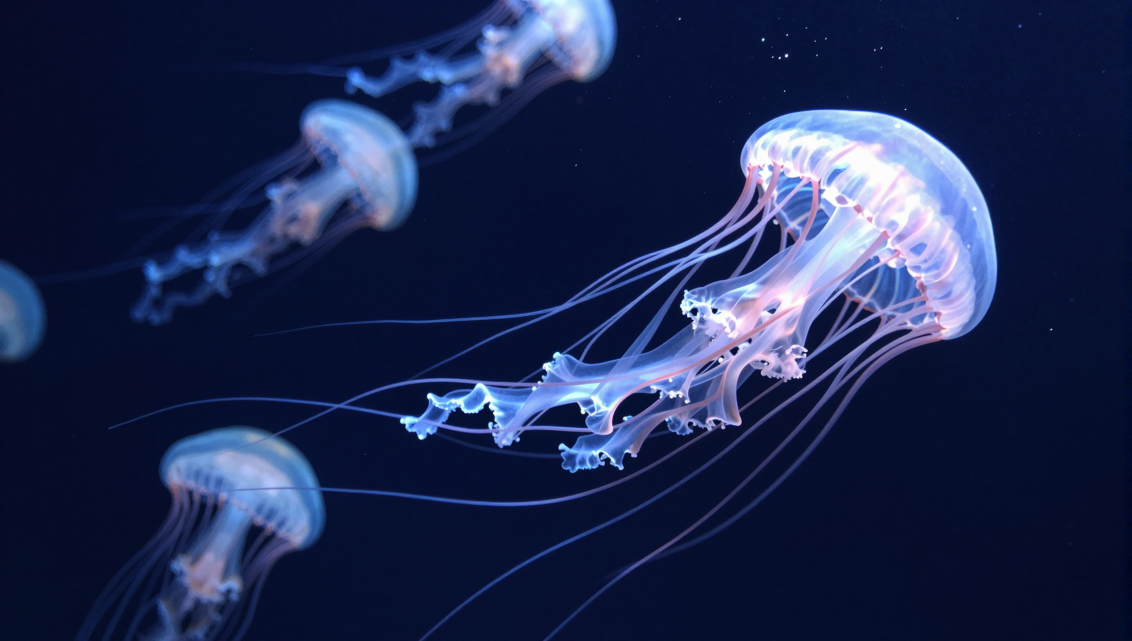Plankton