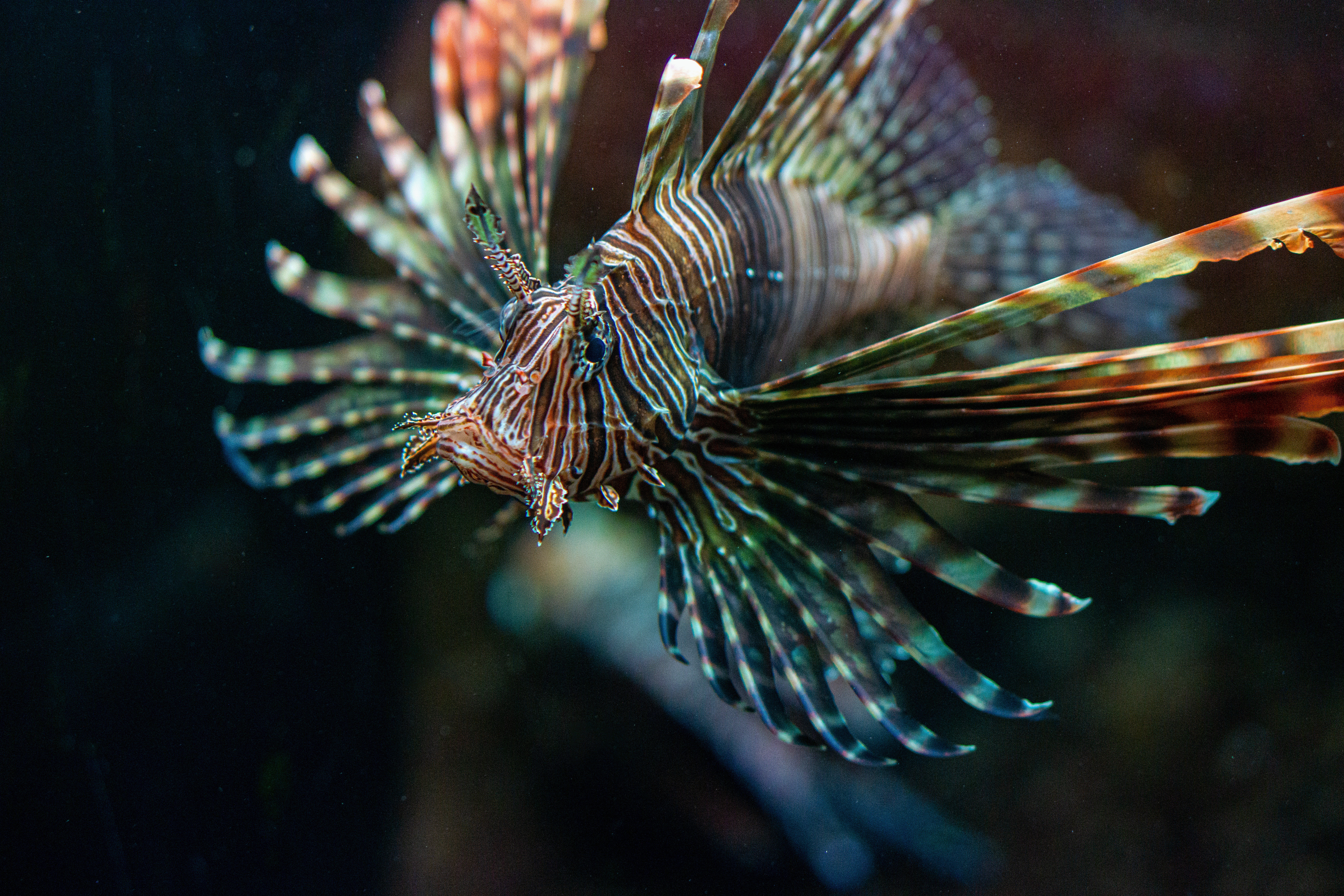 LionFish