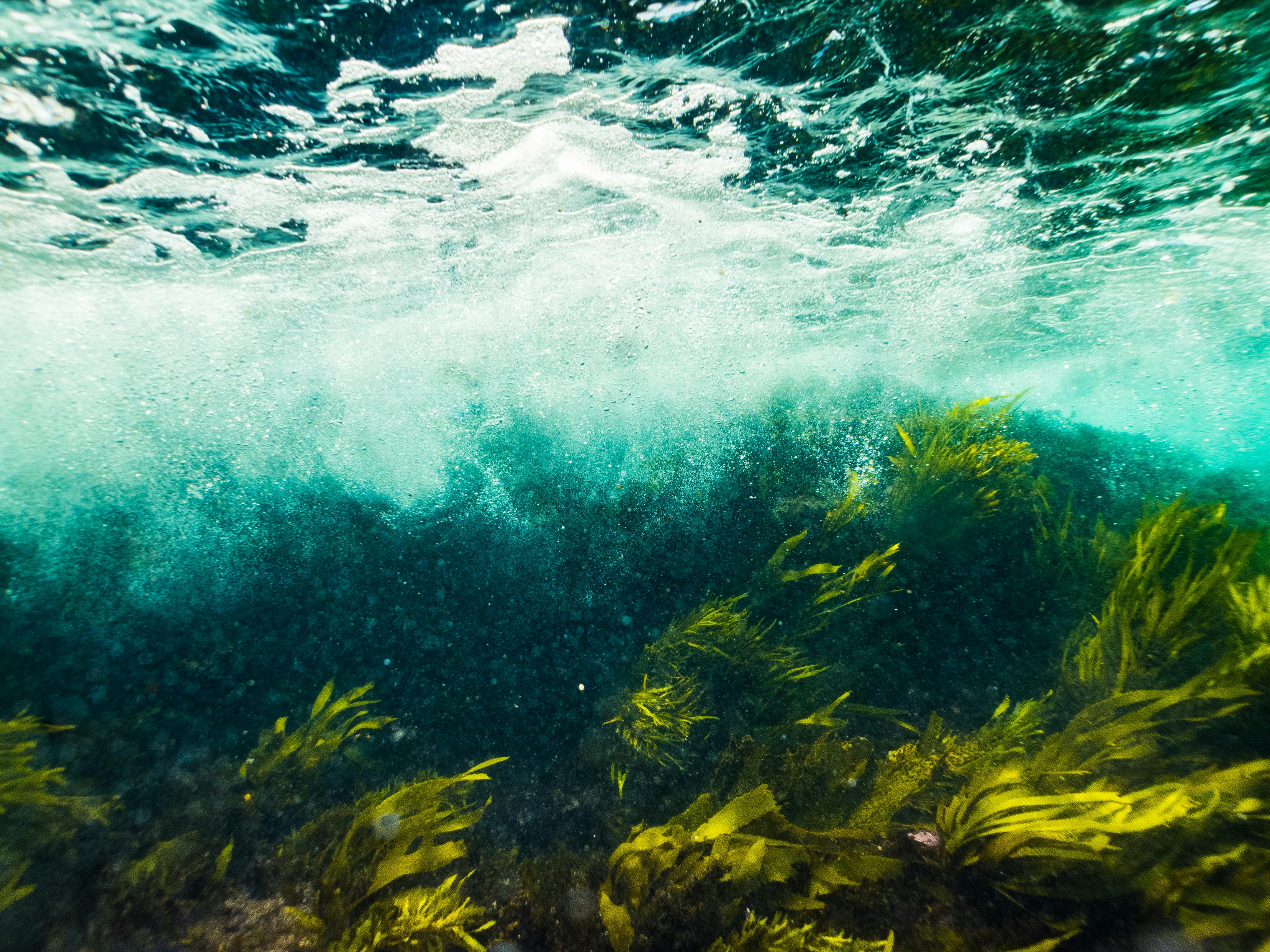 A dynamic underwater photograph capturing thick strands of vibrant golden-green kelp clinging to a dark rocky seabed. Above the swaying sea flora, a crashing ocean wave creates a dense, churning layer of white foam, bubbles, and bright turquoise water.