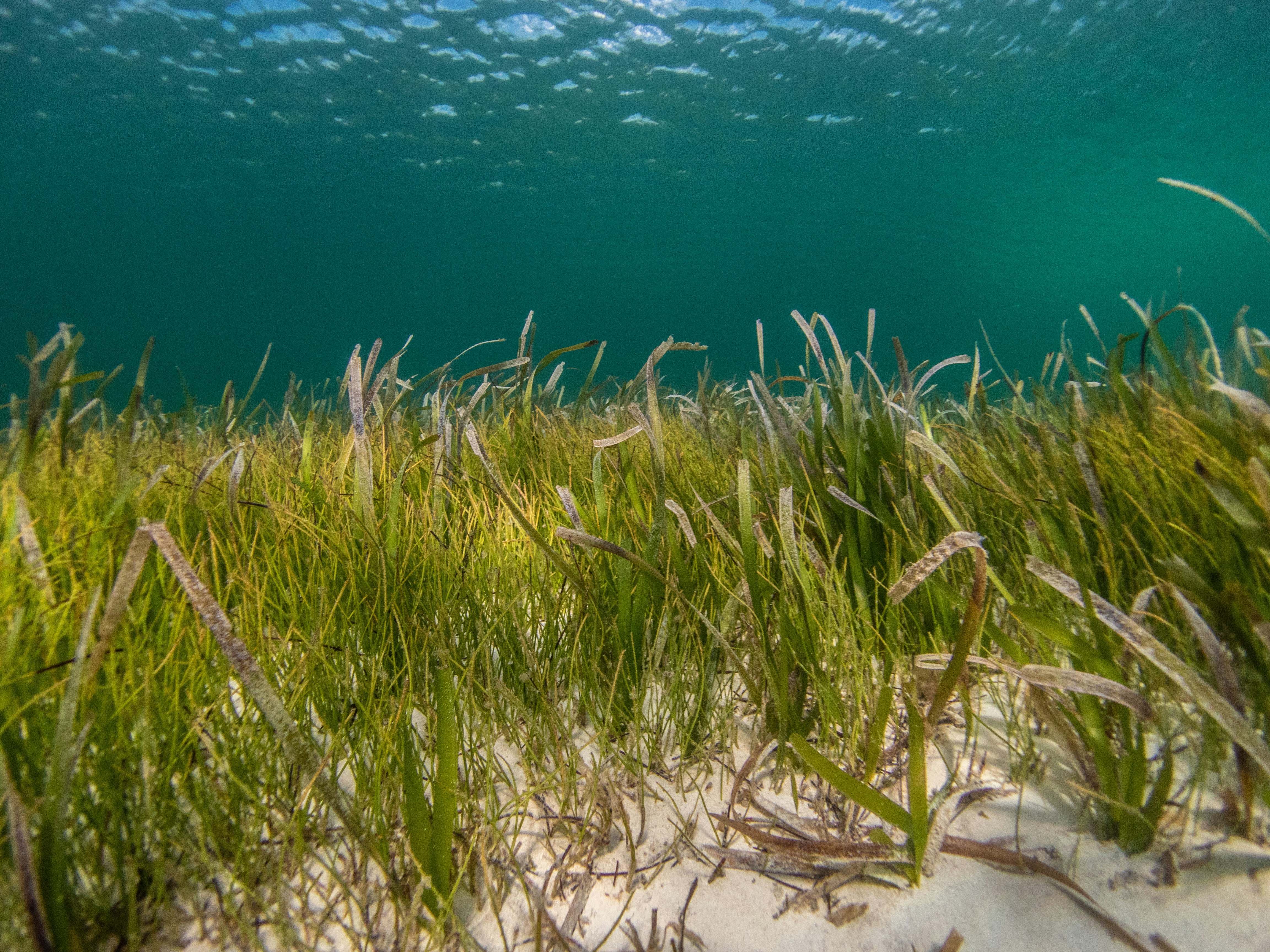 An underwater view looking across a lush, green seagrass meadow rooted in pale white sand. The long, slender blades of grass stretch upward toward the surface of the clear turquoise water, where sunlight reflects in bright ripples under a calm sea surface.