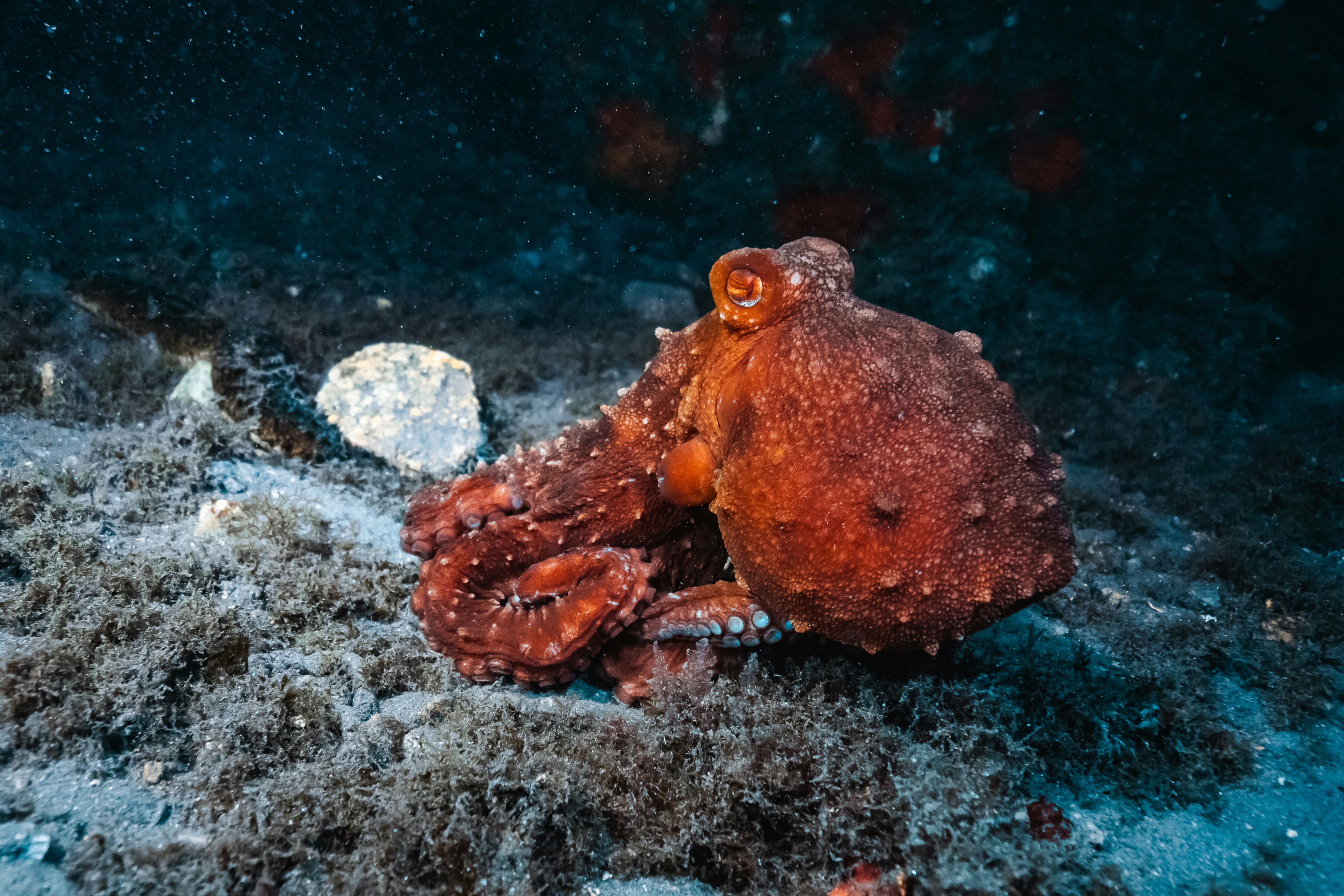 A close-up, side-profile view of a reddish-brown white-spotted octopus resting on a dark, algae-covered ocean floor. Its bulbous mantle displays a bumpy texture, and its large, reflective gold eye is visible as its arms curl subtly onto the seafloor next to a small, pale rock.