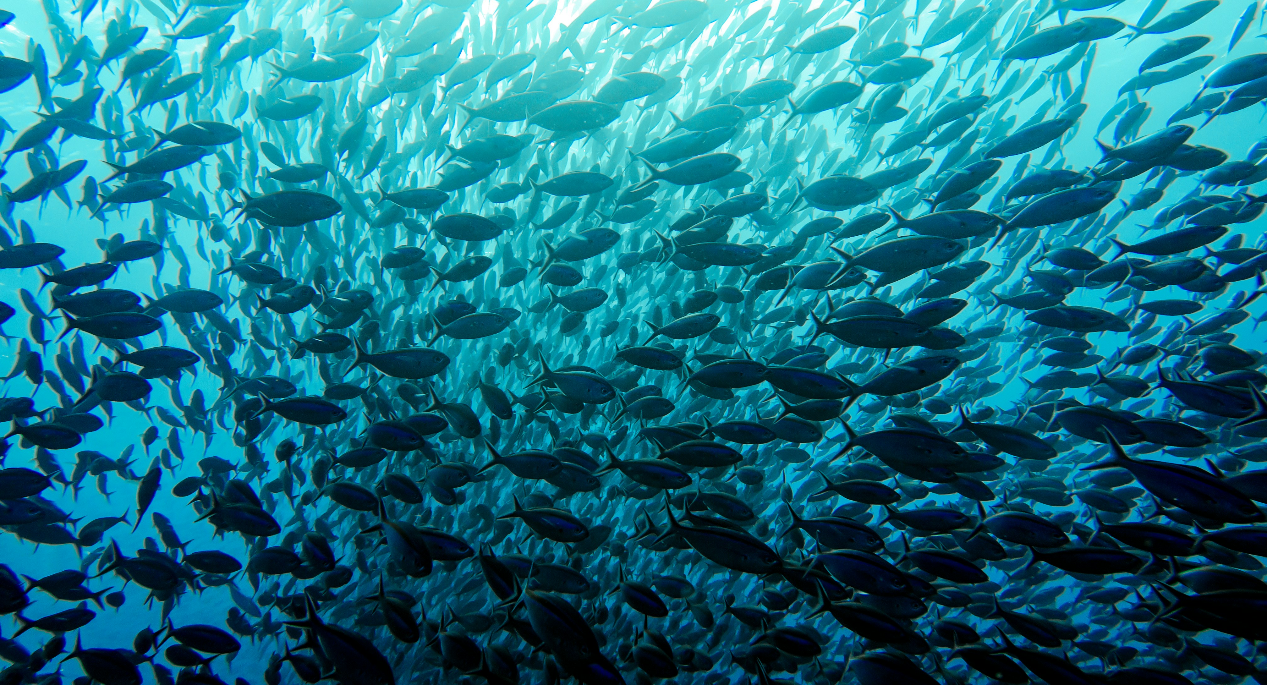 An underwater shot looking upward through a massive, dense school of thousands of fusilier fish swimming tightly together. Bright sunlight filters down from the water's surface at the top, illuminating the upper layer of fish in soft turquoise, while those closer to the foreground are cast in darker, distinct blue silhouettes.
