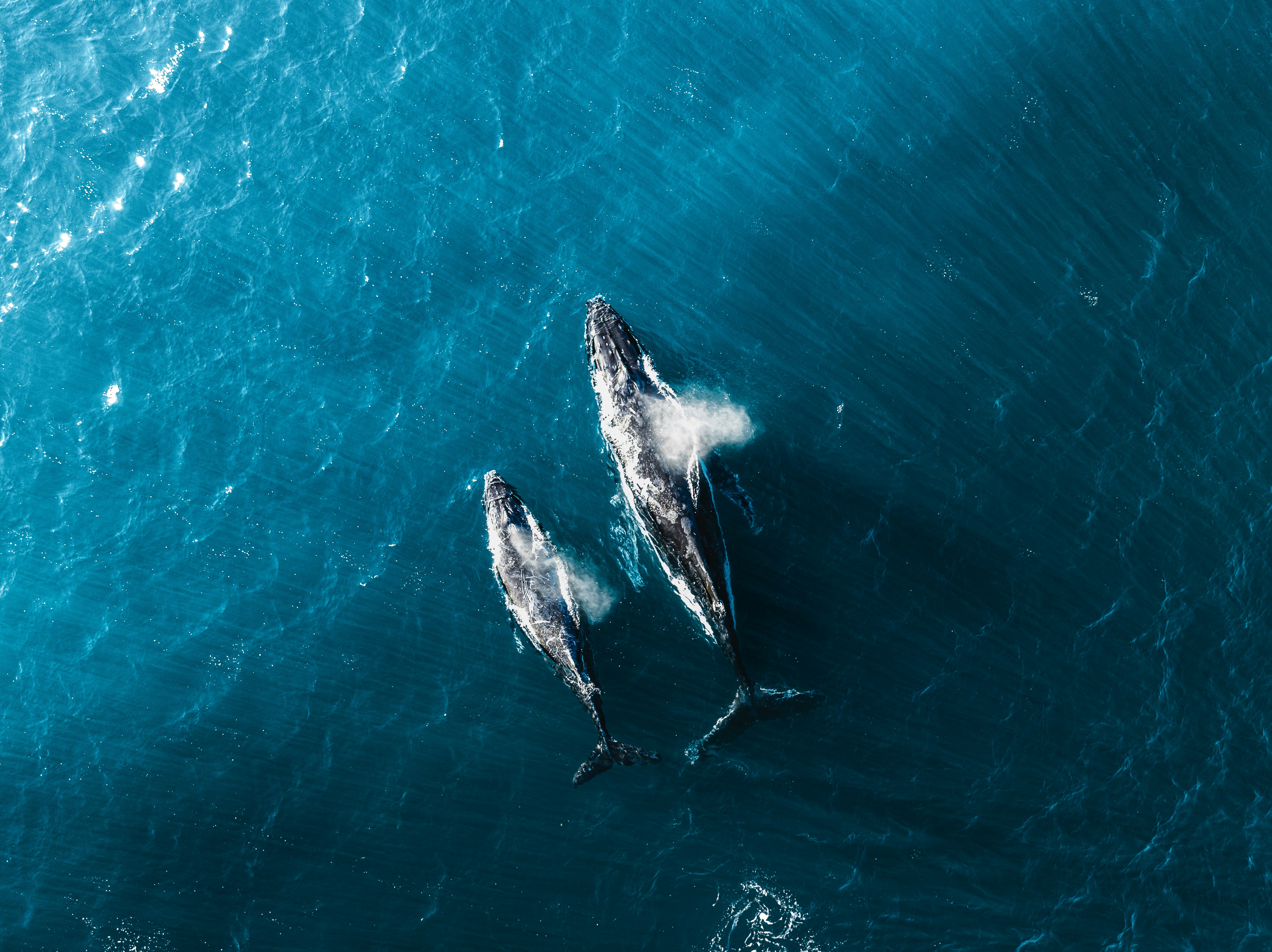 A top-down aerial photograph capturing a larger humpback whale and her smaller calf swimming side-by-side through deep blue, textured ocean water. Both whales are surfacing, with faint clouds of white sea spray blowing out from their blowholes as sunlight reflects across the rippling surface.