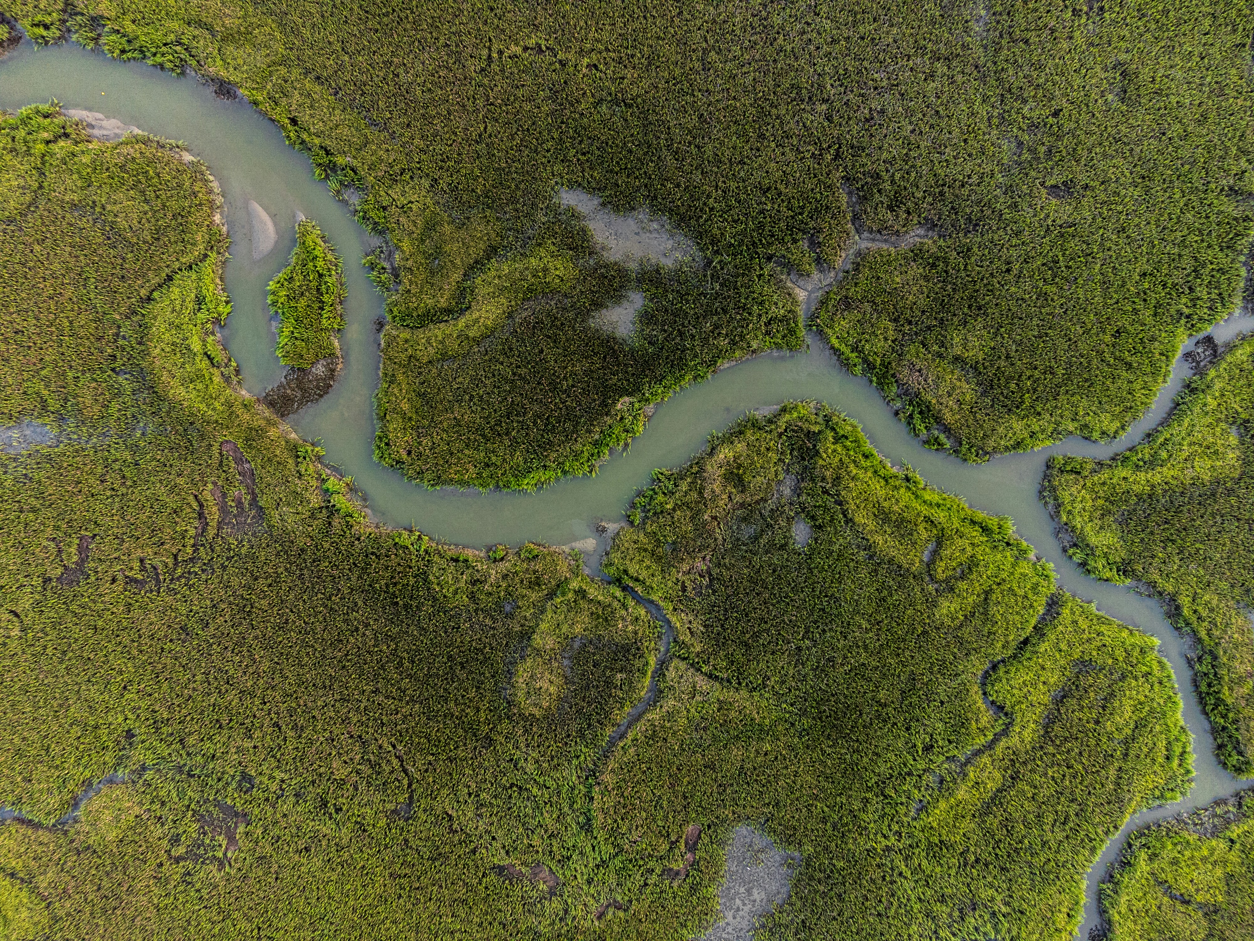 An aerial, top-down photograph of a lush green salt marsh. A narrow, muddy river winds intricately through dense expanses of vibrant green marsh grass, creating organic patterns across the landscape.