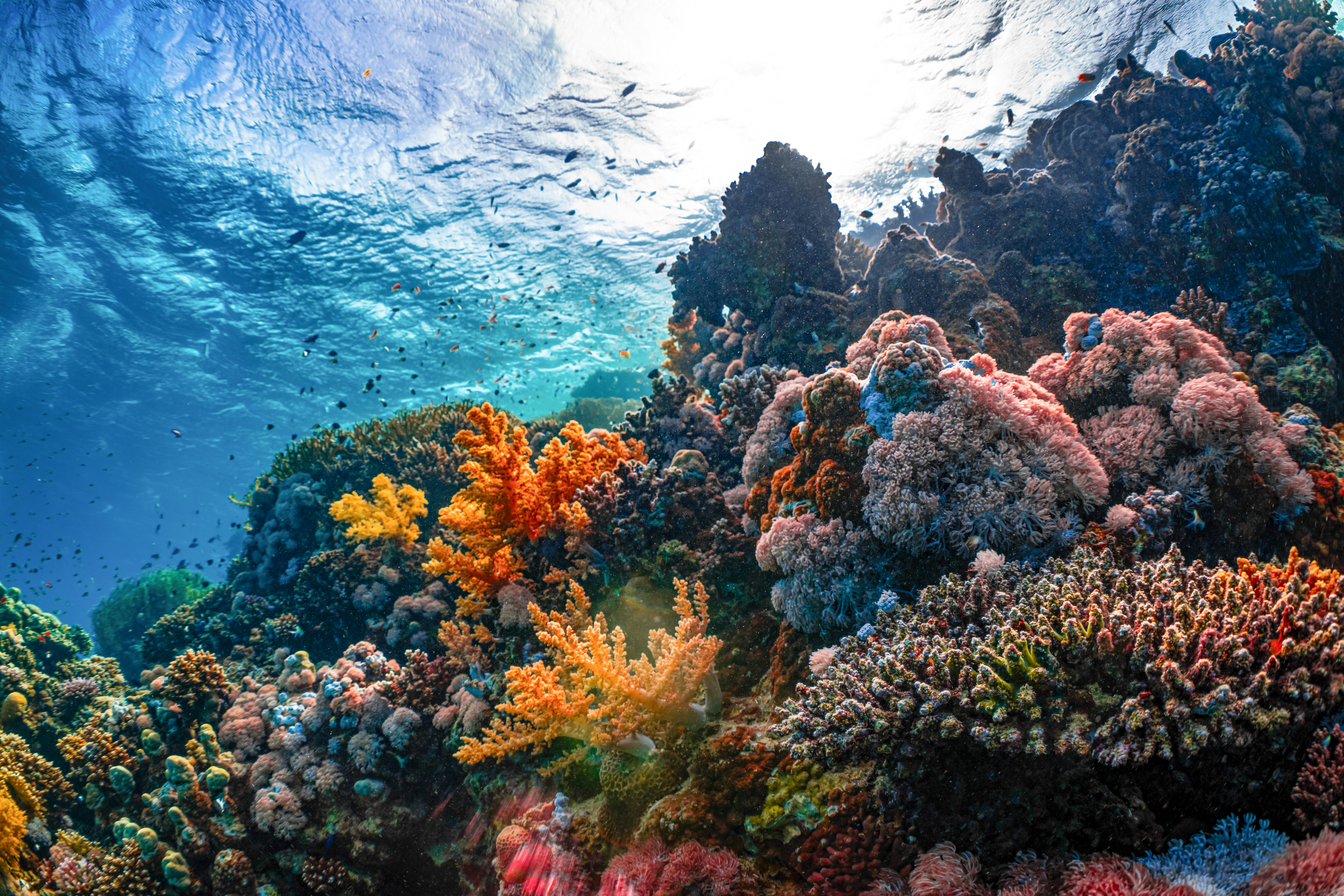 A vibrant, wide-angle underwater photograph of a thriving coral reef. Massive, textured structures of soft and hard corals in shades of orange, pink, brown, and yellow populate the right half of the frame. In the clear blue water on the left, a dense school of tiny fish swims beneath the shimmering surface where sunlight filters through the ocean.