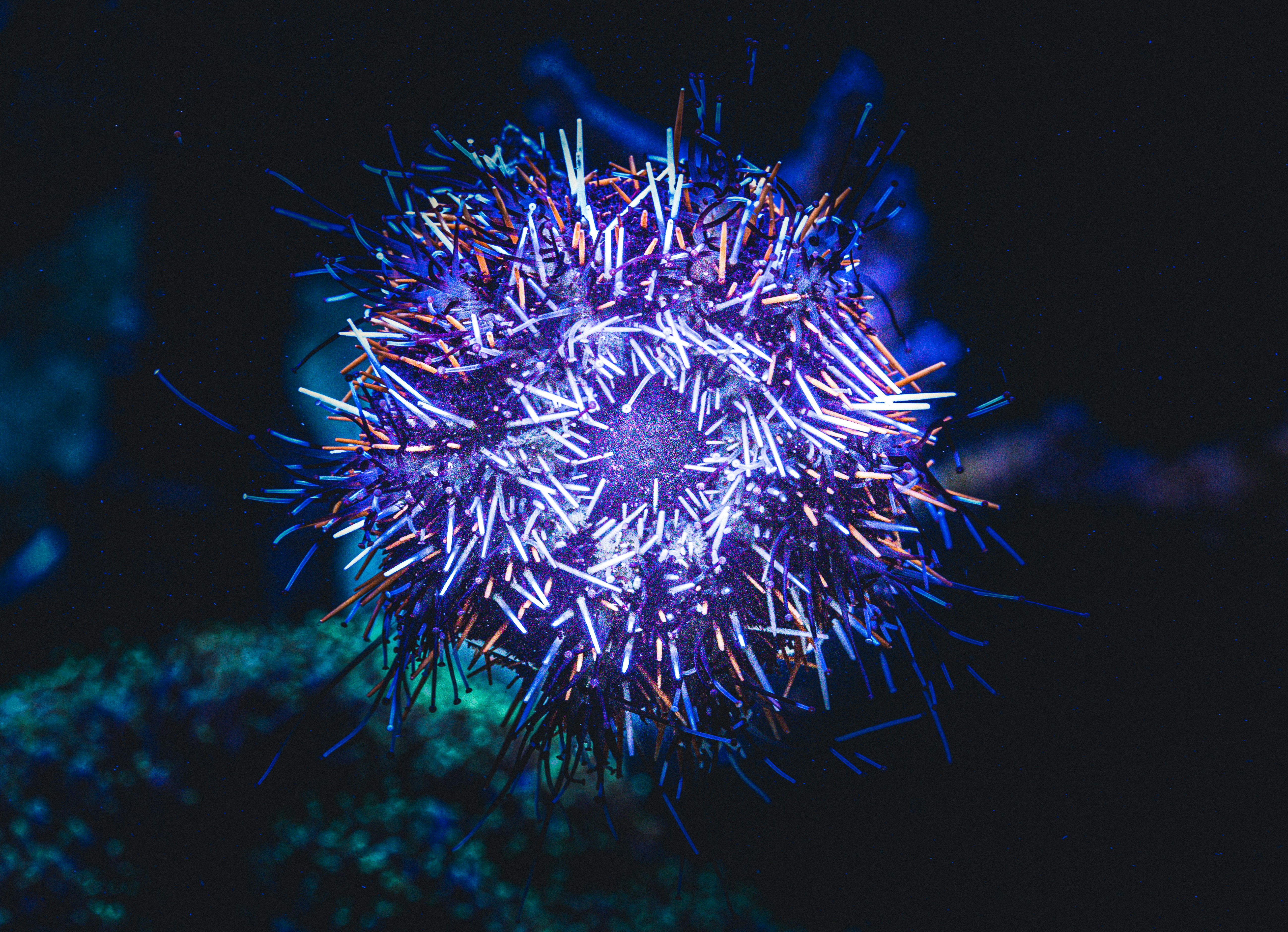 A striking, centered macro close-up of a circular sea urchin glowing under deep blue and purple neon lighting. Its surface is densely packed with hundreds of thin, sharp spines that radiate outward, displaying a mix of electric blue, bright white, and fiery orange tips against the dark shadows of the surrounding water.