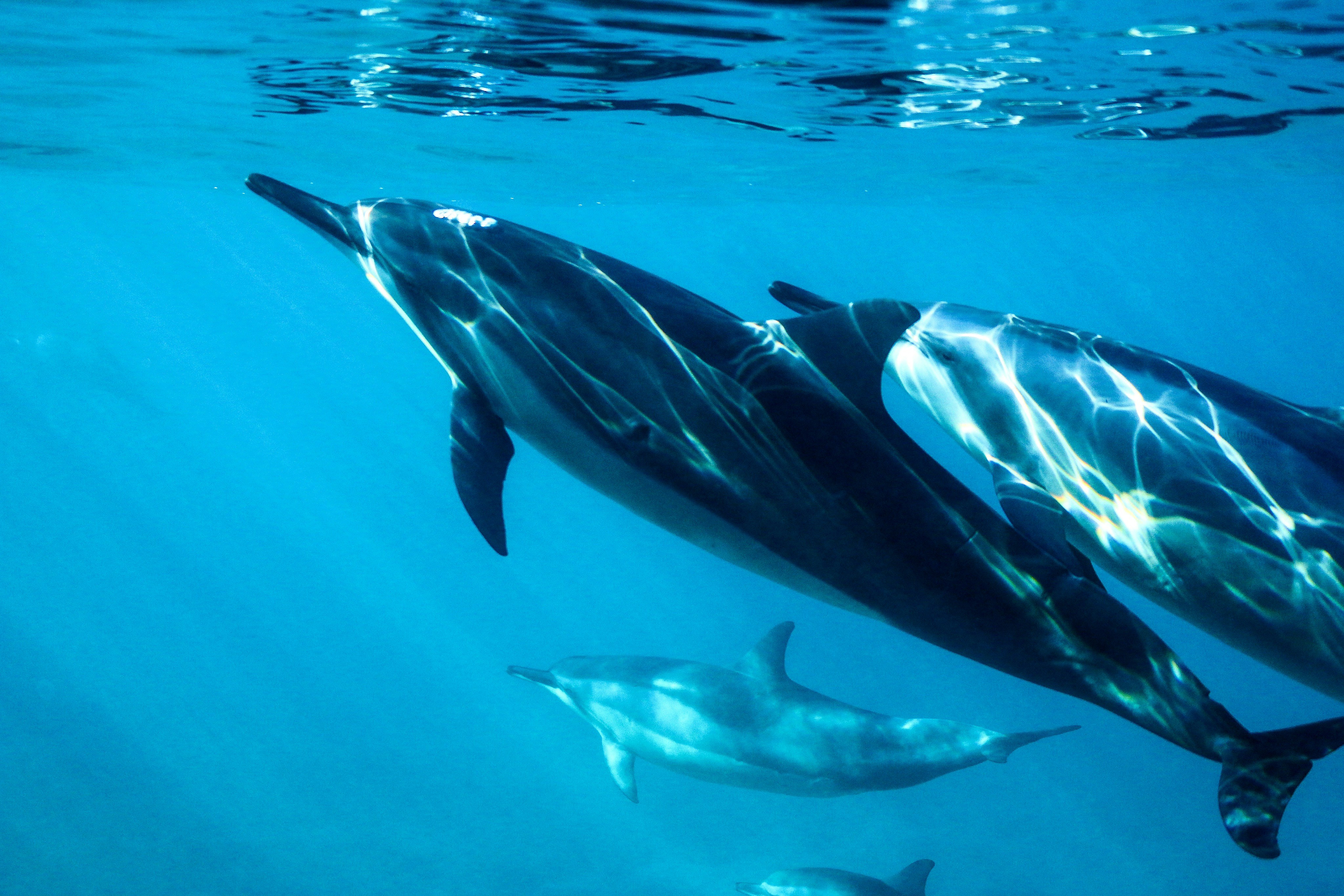 An underwater photograph of a pod of spinner dolphins swimming in vibrant blue water just beneath the rippling ocean surface. Shimmering web-like patterns of sunlight reflect brightly across their sleek, dark grey backs as they glide diagonally.