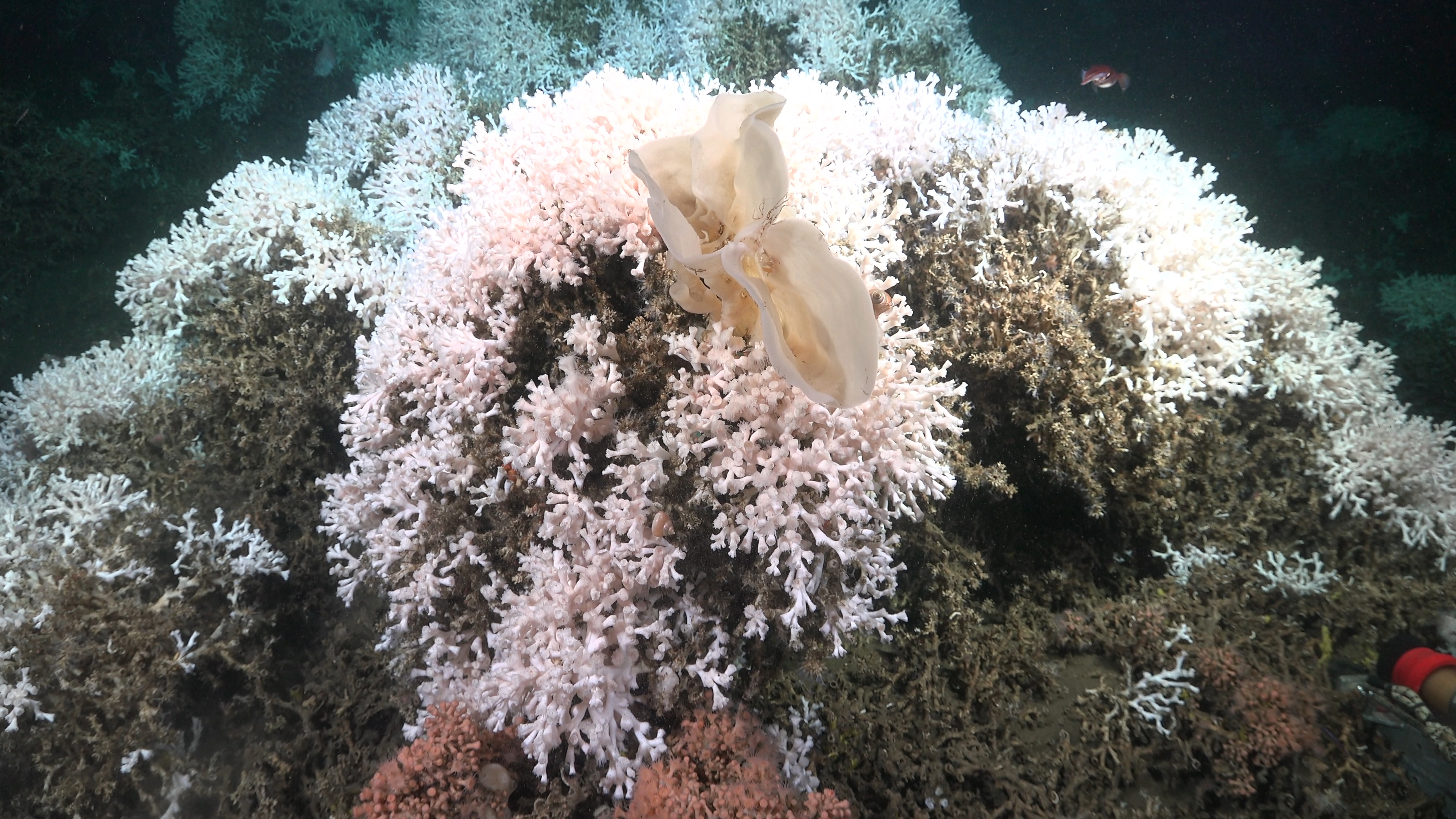 S4.C5e.5e Cold-water corals and sponges.jpg