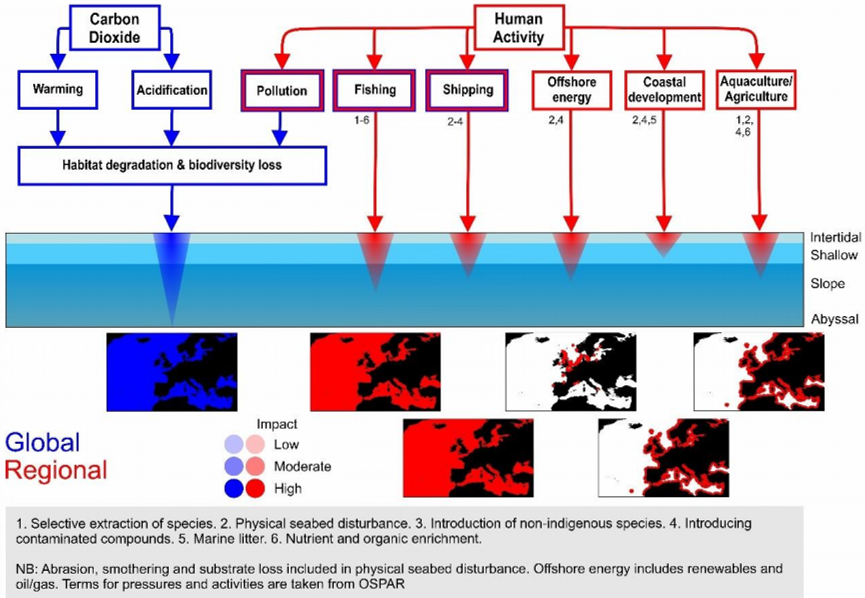 Figure VII South Atlantic Ocean and Wider Caribbean: global and local stressors, associated pressures and recently documented consequences on marine benthic invertebratesArrows width indicates relative importance of stressors at global and local scales
