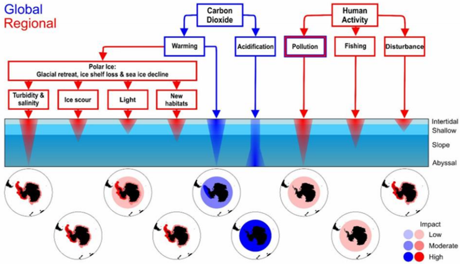 Figure XI Southern Ocean: global and local stressors, associated pressures and recently documented consequences for marine benthic invertebrates