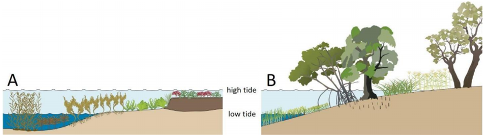 Figure Exemplary zonation of macrophytes in coastal and intertidal ecosystems