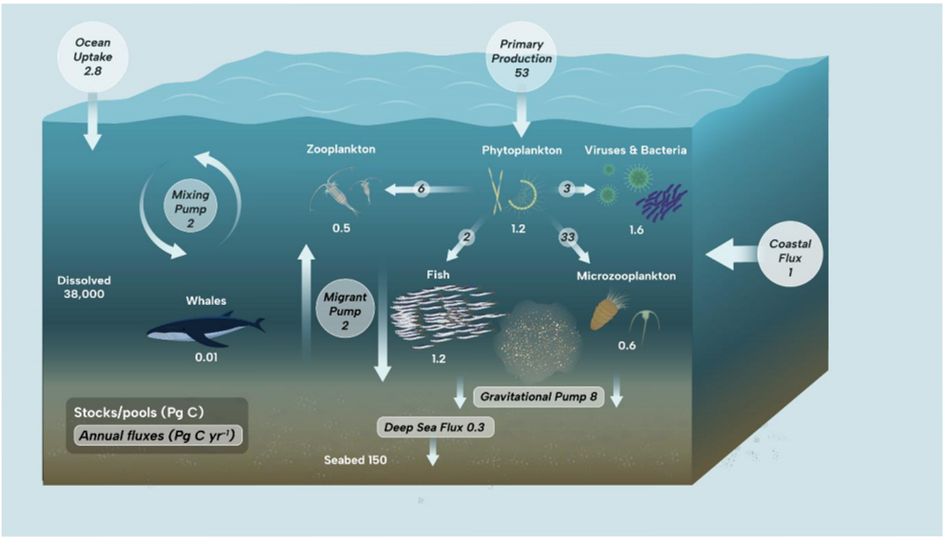 Figure I Open ocean ecosystem roles in the carbon cycle