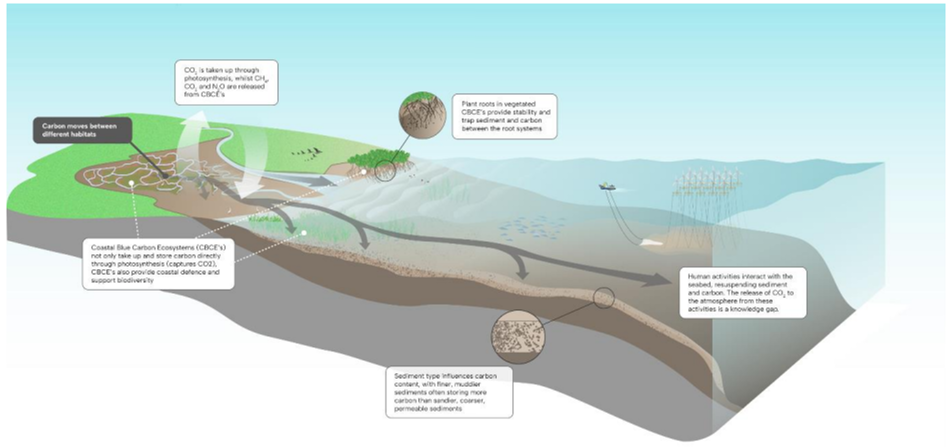 Figure II Major carbon pathways and stores in coastal marine ecosystems