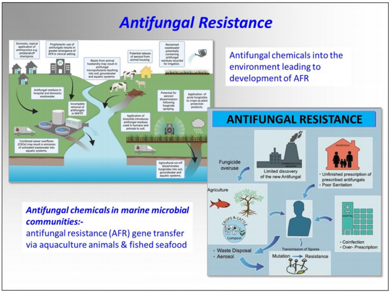 Figure VII
Pathways for antifungal chemicals entering the marine environment and anti-fungal resistance