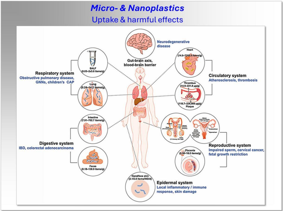 Figure X Potential harmful effects of ingested and inhaled microplastics and nanoplastics