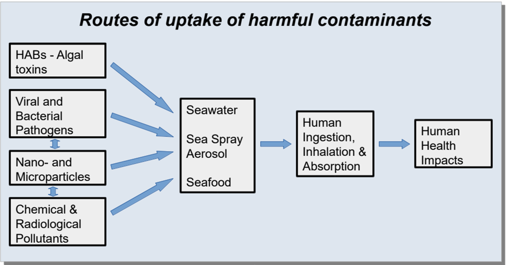 Figure II
Routes of human uptake of harmful biogenic toxins, pathogens, particles and chemicals