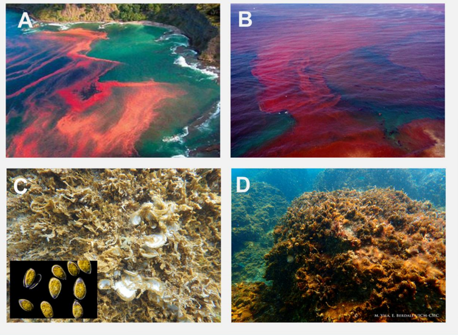 Figure IV
Harmful Algal Blooms (HABs)