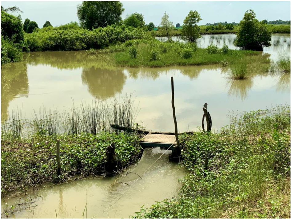 Figure Small-scale shrimp farming in a mangrove area in Viet Nam