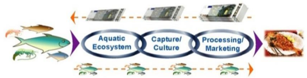 Figure I Fish production chain
