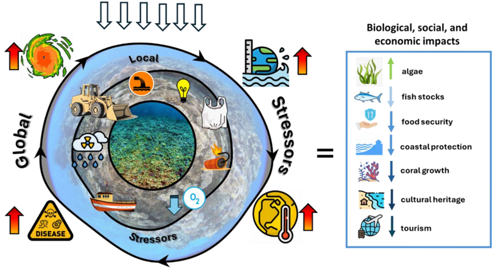 Figure I Factors contributing the changes observed to coral reefs
Driving forces