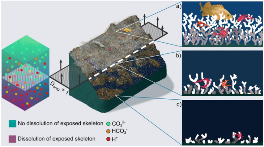 Figure II
Cold-water coral habitat loss in a future ocean