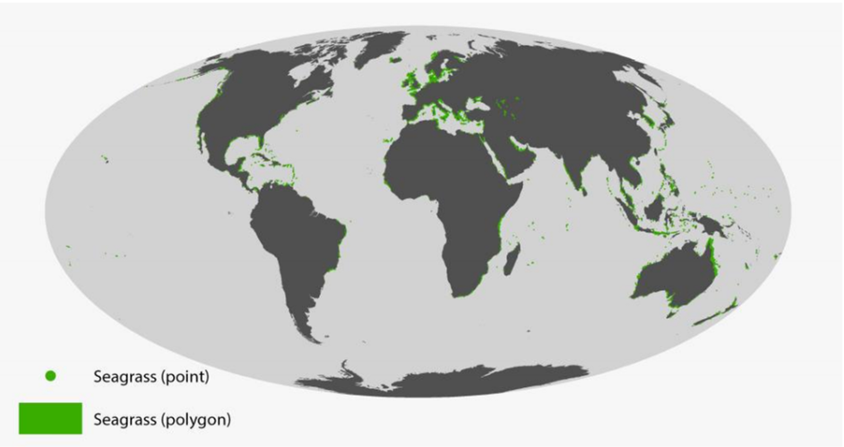 Figure I Global distribution of seagrass