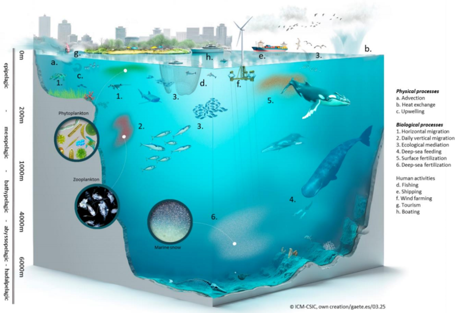 Figure I Schematic representation of the pelagic domain