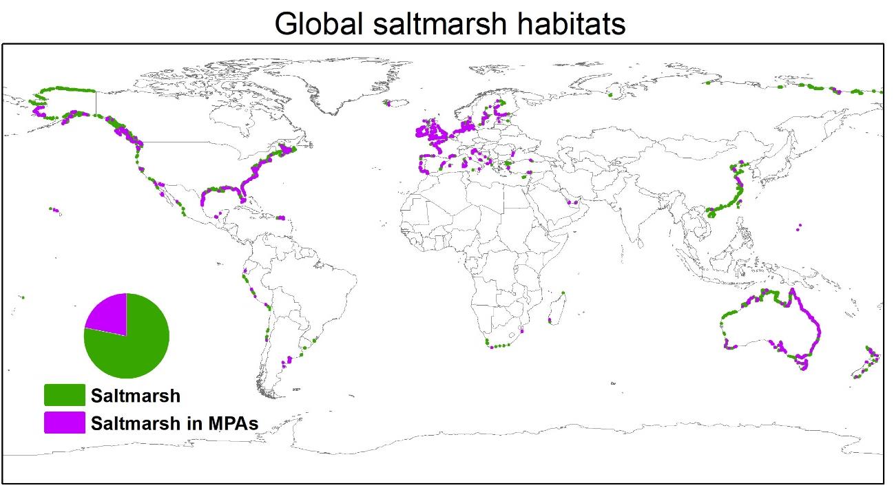 Global saltmarsh habitats
