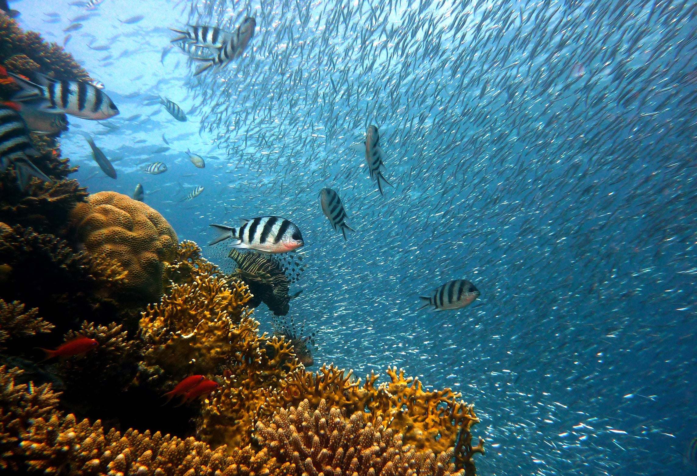 Colorful coral reef teeming with marine life beneath a dense school of silvery fish.