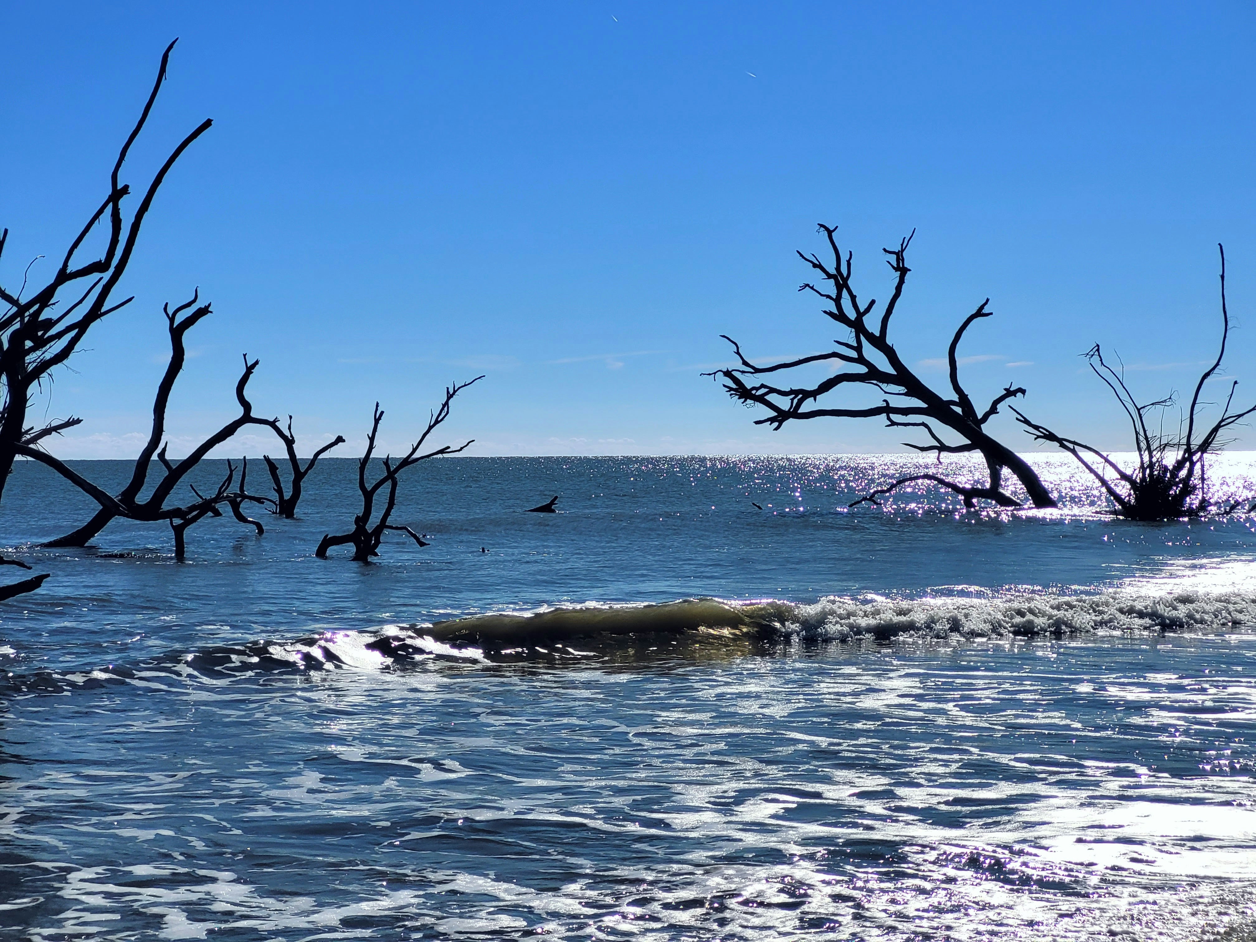 Sunlit ocean waves roll onto shore as silhouettes of leafless trees rise from shallow coastal water beneath a clear blue sky.