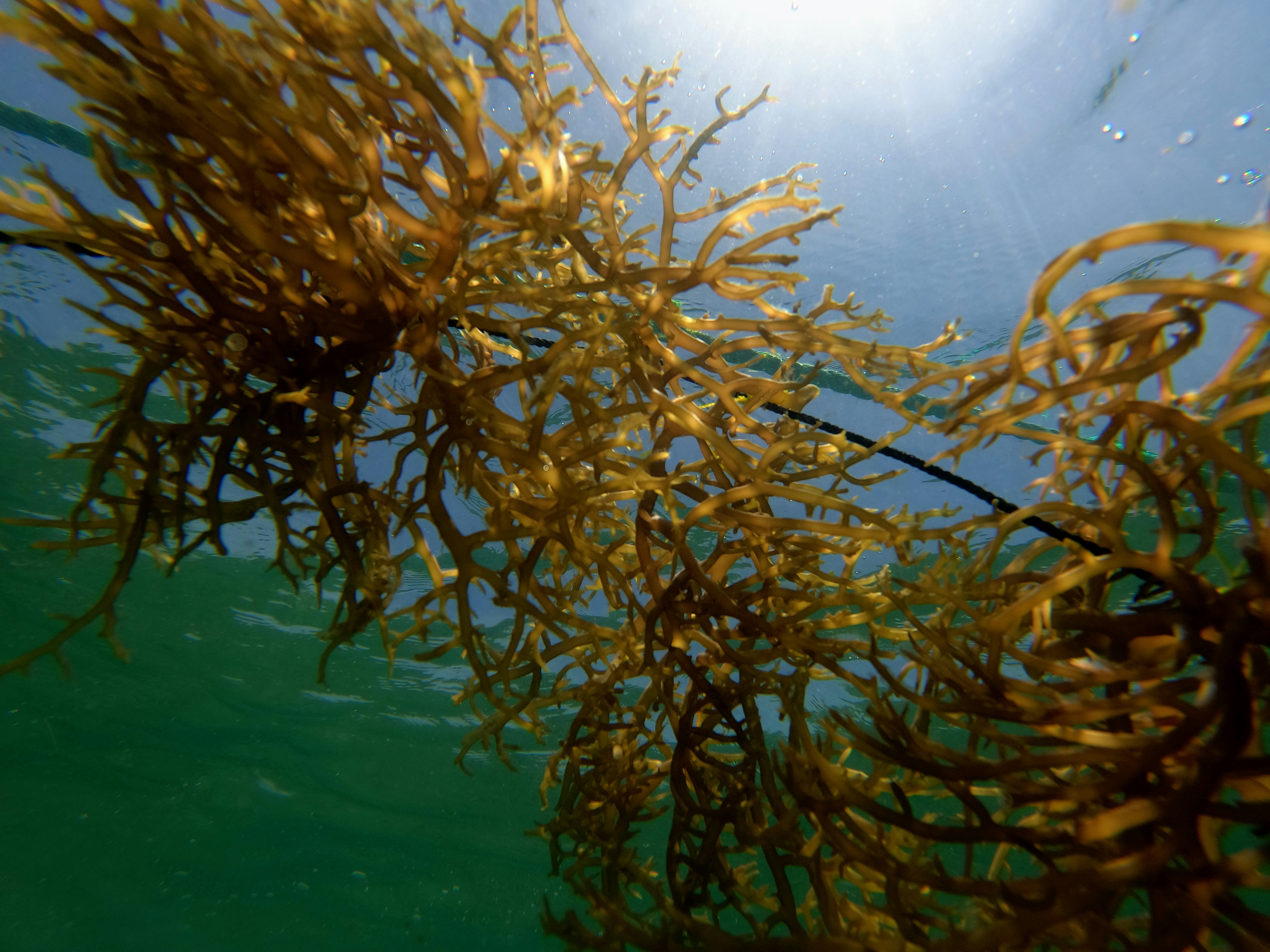 Eucheuma seaweed growing on longlines